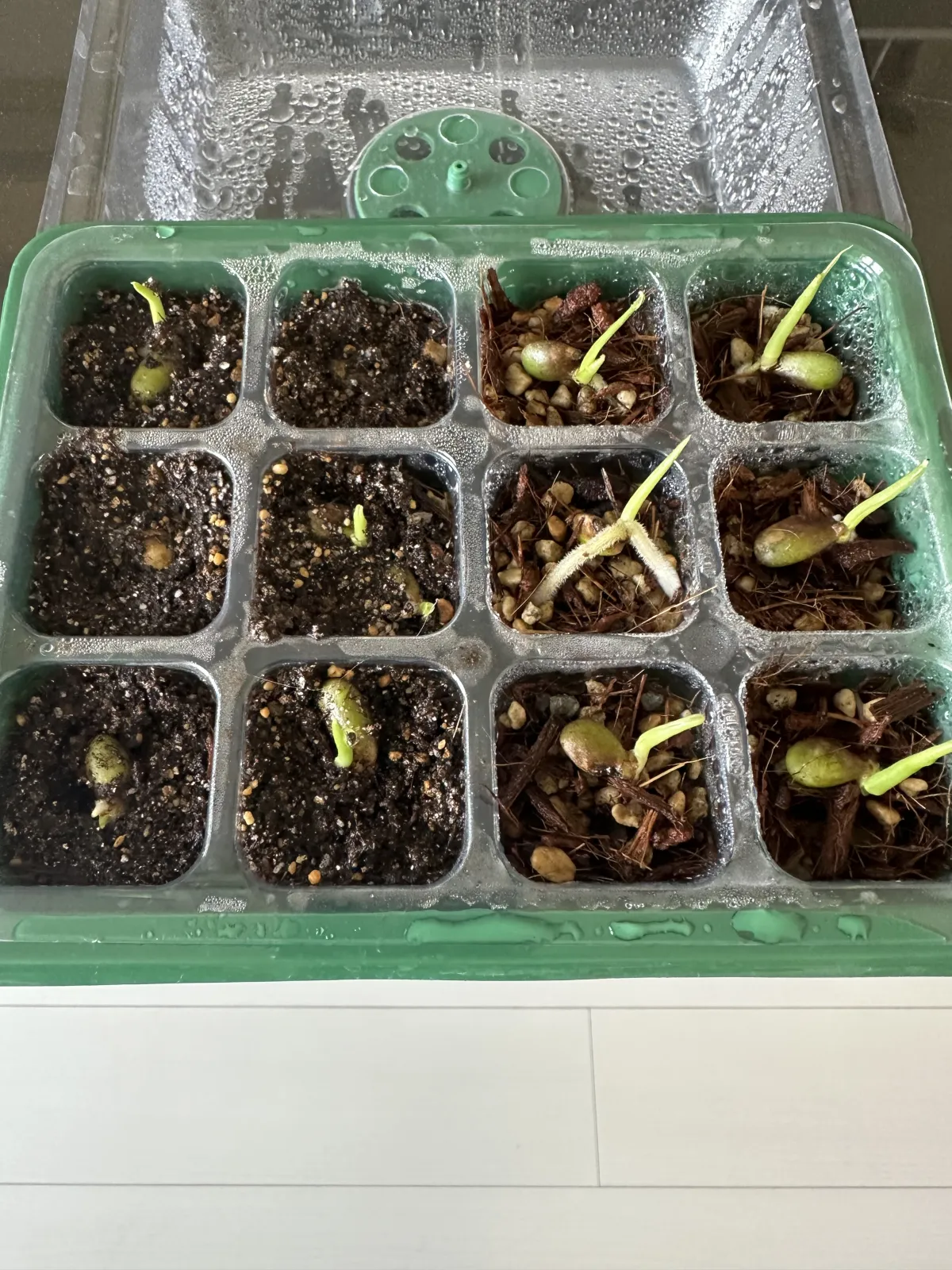 Monstera deliciosa Tauerii (モンステラ タウエリー)