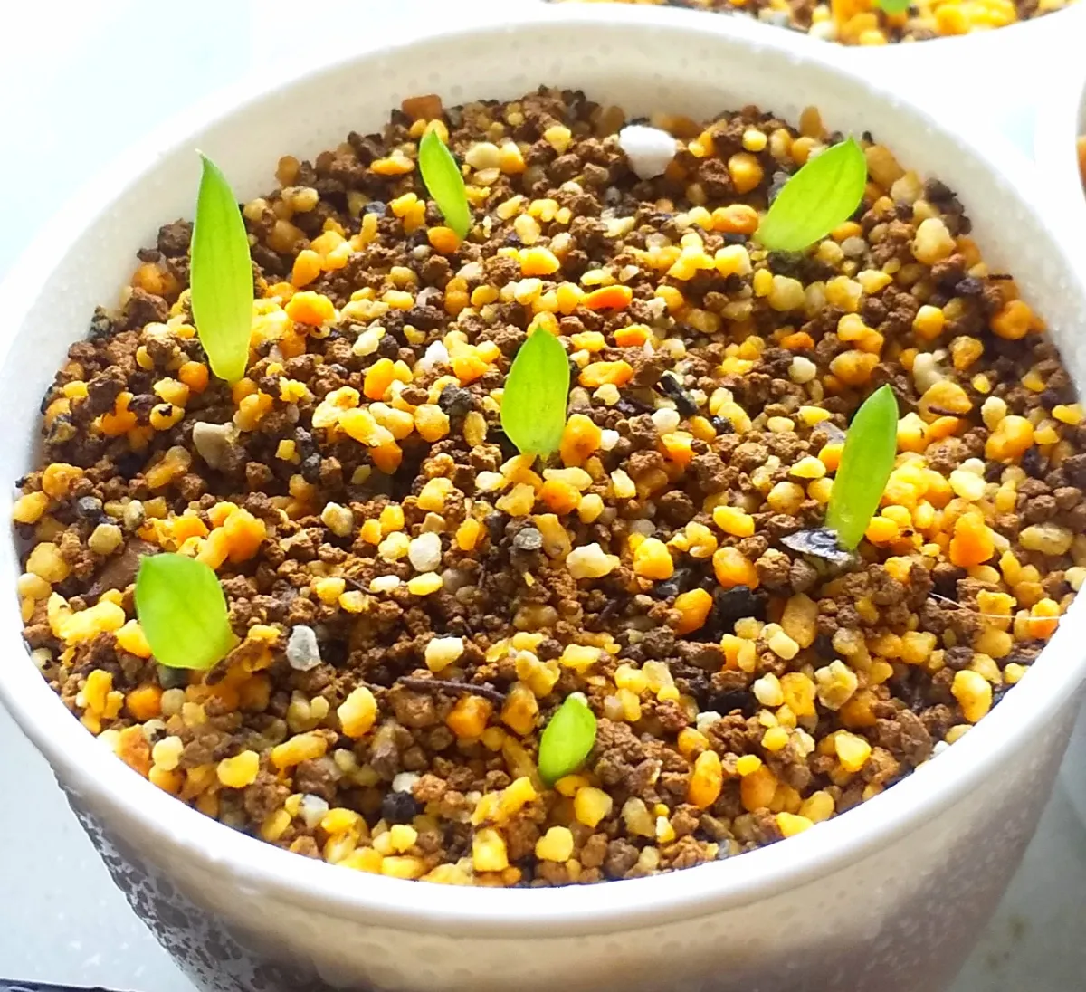 Aloe peglerae (アロエ ペグレラエ)