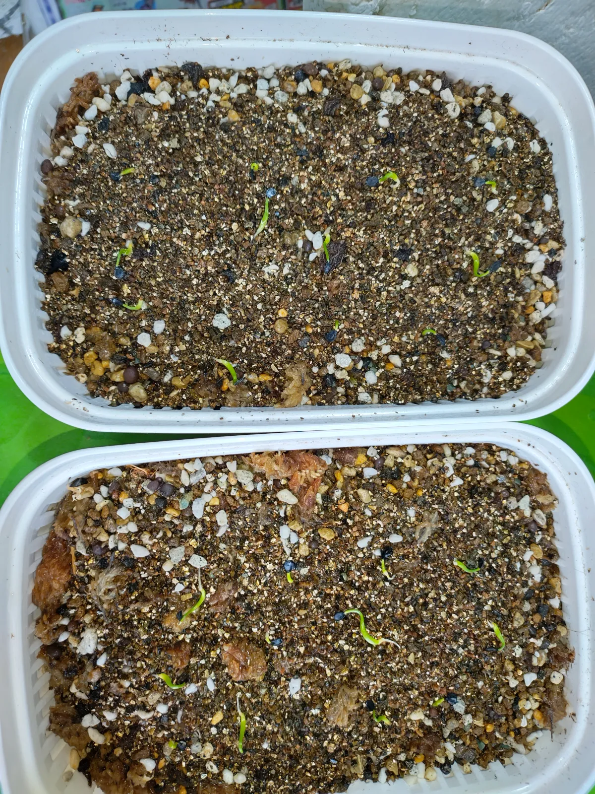 Agave utahensis var. eborispina 'Hayford' (アガベ エボリスピナ ヘイフォード)