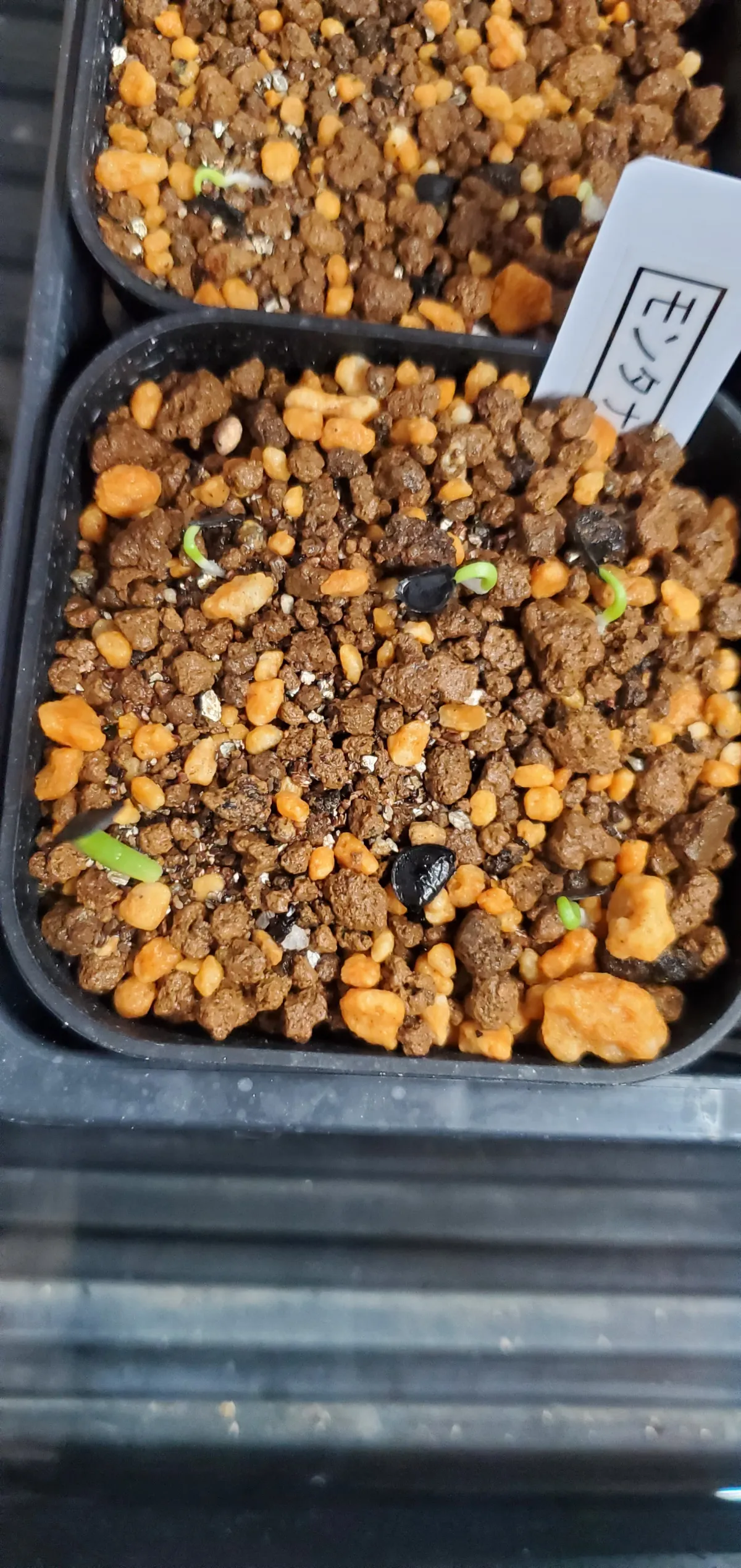 Agave montana (アガベ モンタナ)