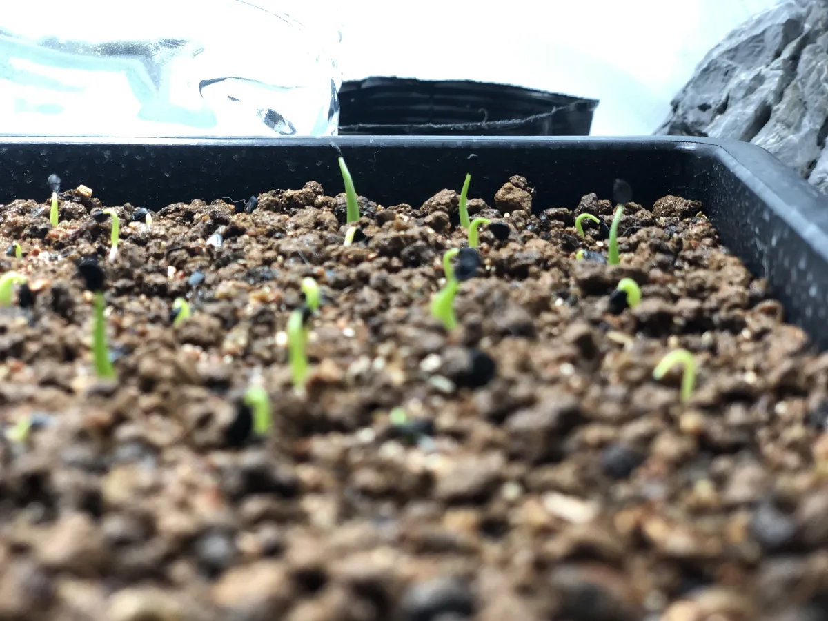 Agave utahensis var. eborispina (アガベ エボリスピナ)