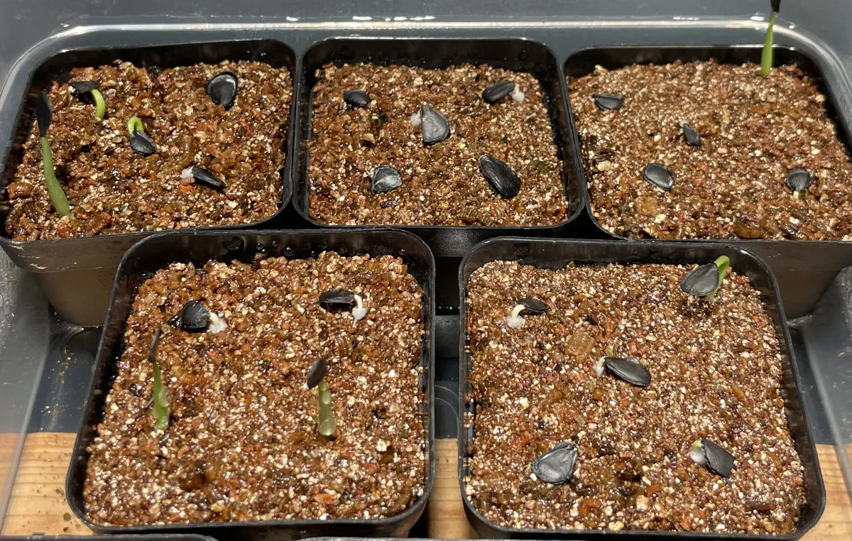 Agave parryi subsp. parryi (アガベ パリー)