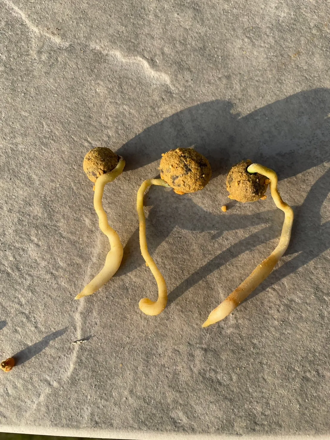 Chamaerops humilis (チャメロプス フミリス)