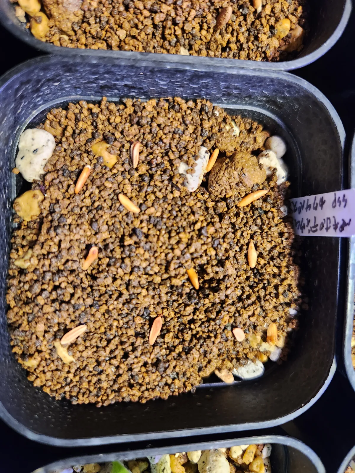 Pachypodium rosulatum ssp. cactipes (パキポディウム カクチペス)