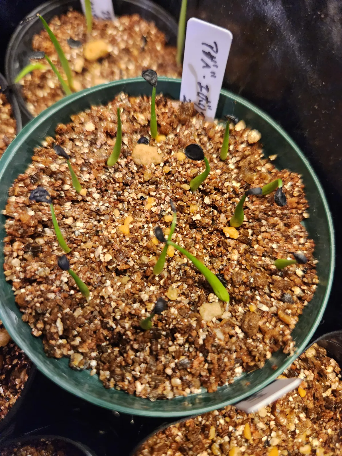 Agave utahensis var. eborispina (アガベ エボリスピナ)