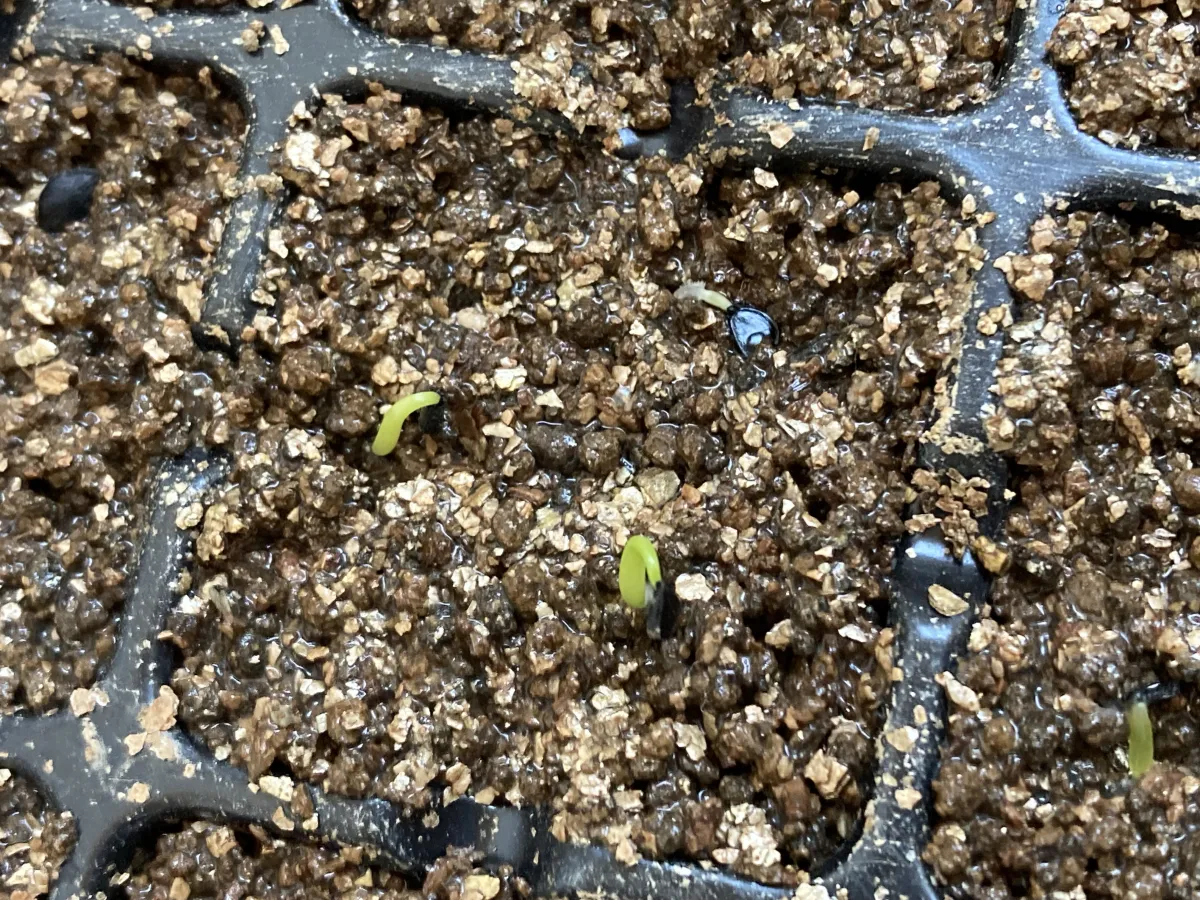 Agave mitis var. albidior (アガベ アルビディオール 白口竜舌蘭)