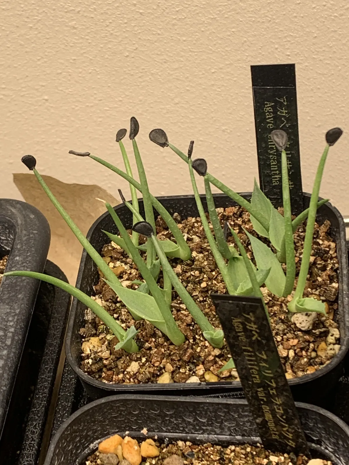 Agave chrysantha (アガベ クリサンサ)