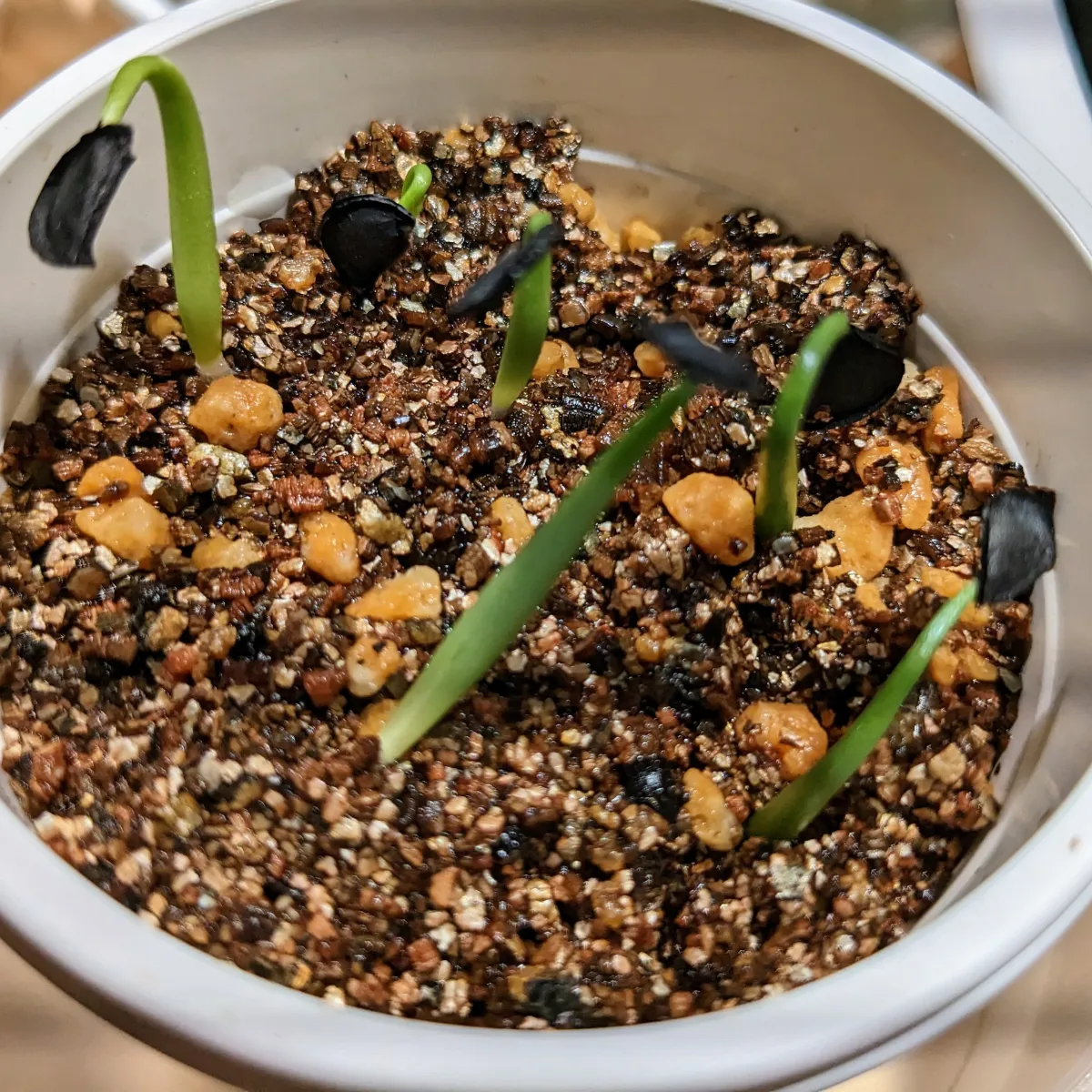 Agave macroacantha (アガベ マクロアカンサ 八荒殿)