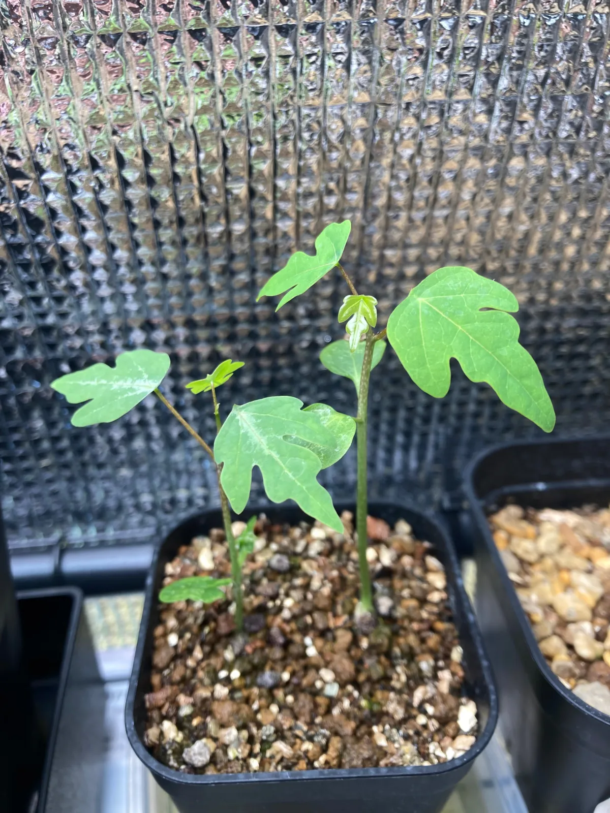 [発芽チャレンジ] アデニア オラボエンシス Adenia olaboensis 発芽難