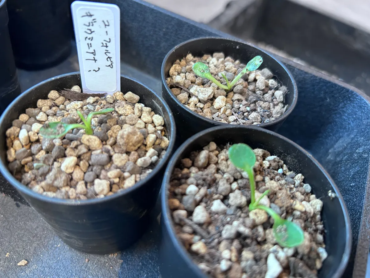 ギラウミニアナ種子 ユーフォルビア・ギラウミニアナ｜Euphorbia guillauminiana【種子4粒