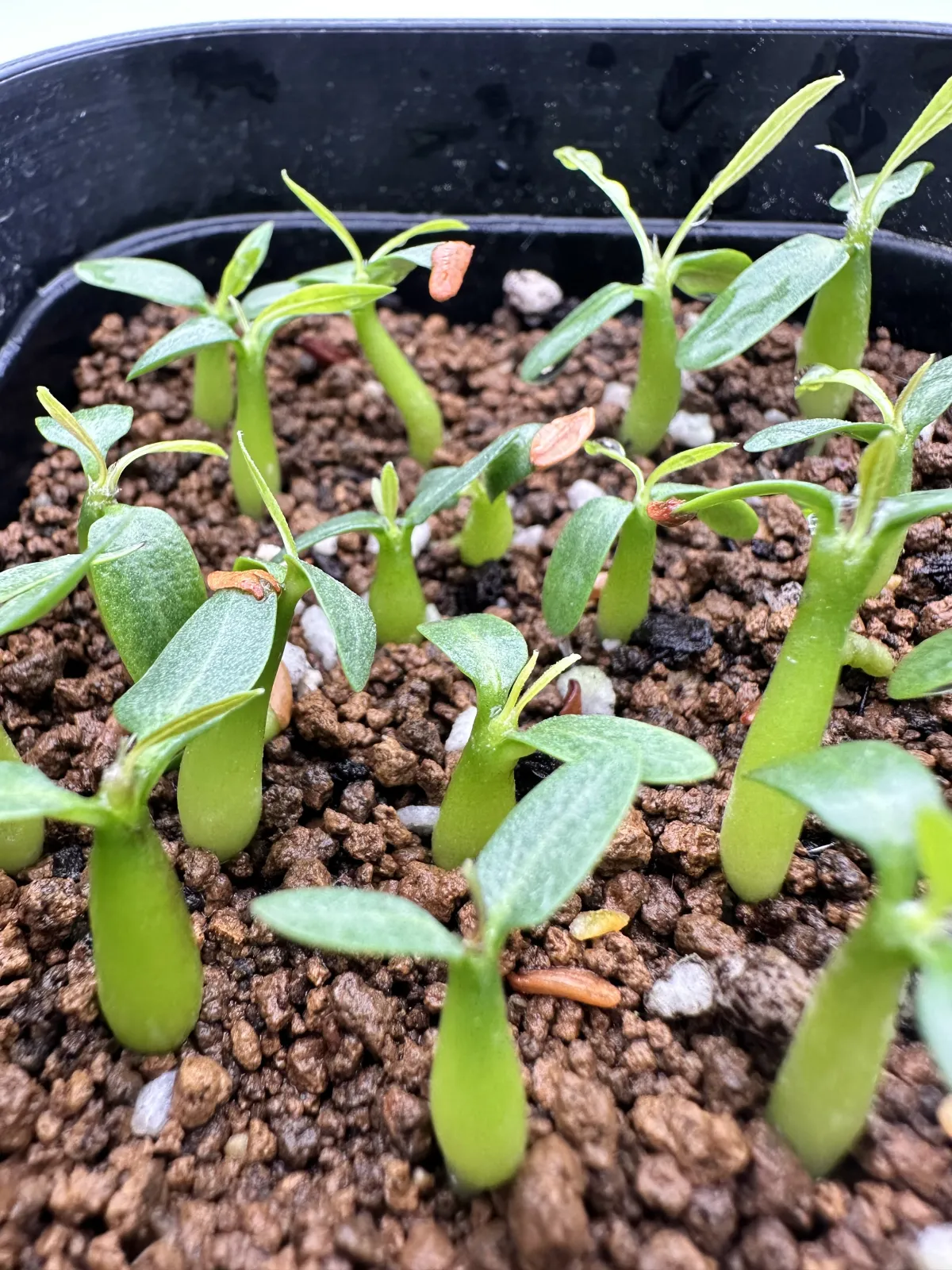 Pachypodium rosulatum (パキポディウム ロスラーツム)