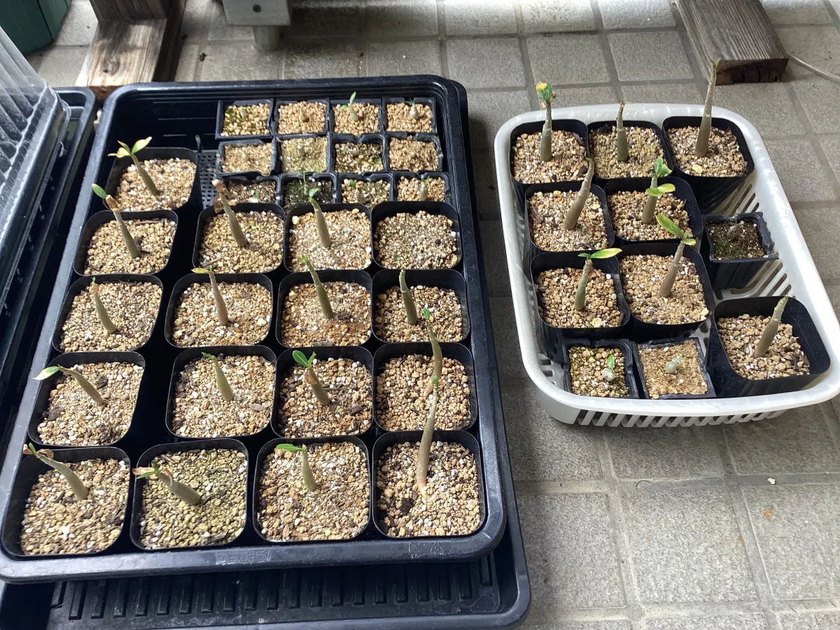 Adenium arabicum (アデニウム アラビカム)