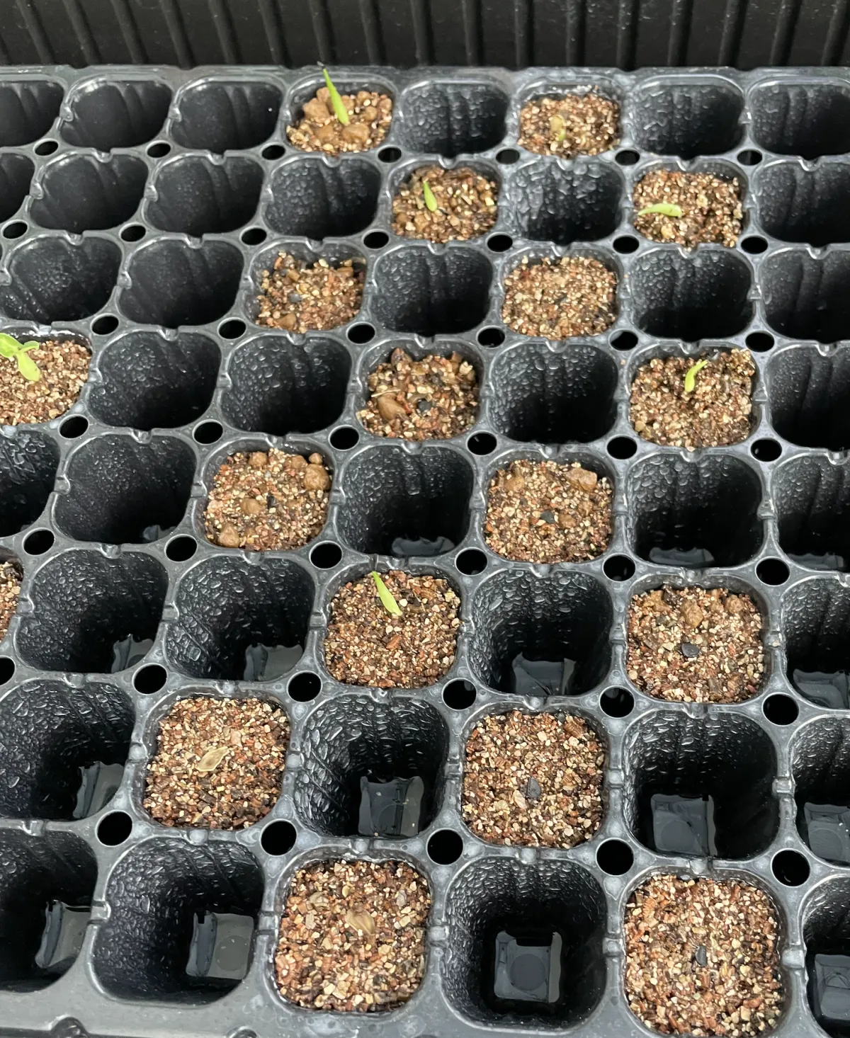 Agave victoriae-reginae (アガベ ビクトリアレジーナエ 笹の雪)