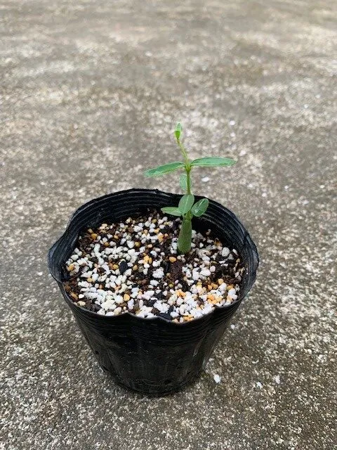 Fockea edulis (フォッケア 火星人)