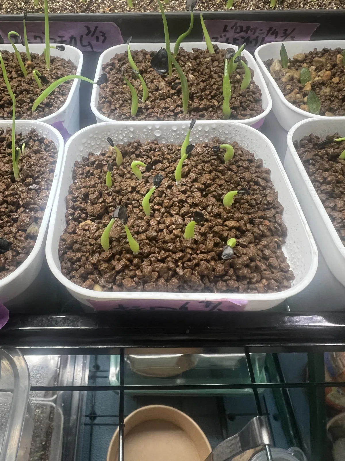 Agave oteroi (アガベ オテロイ)