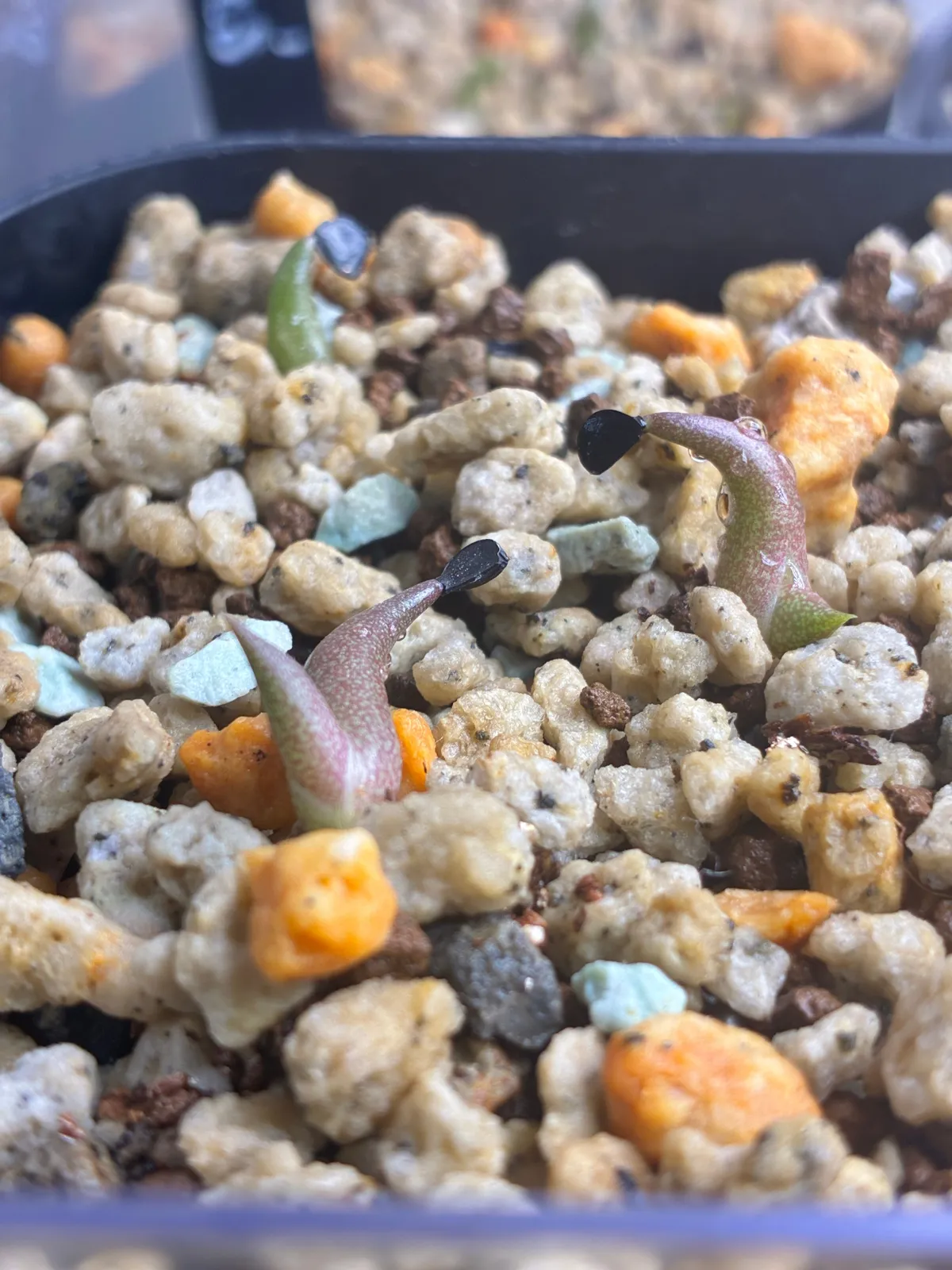 Agave oteroi 'Los Cues' (アガベ オテロイ ロス・クエス)