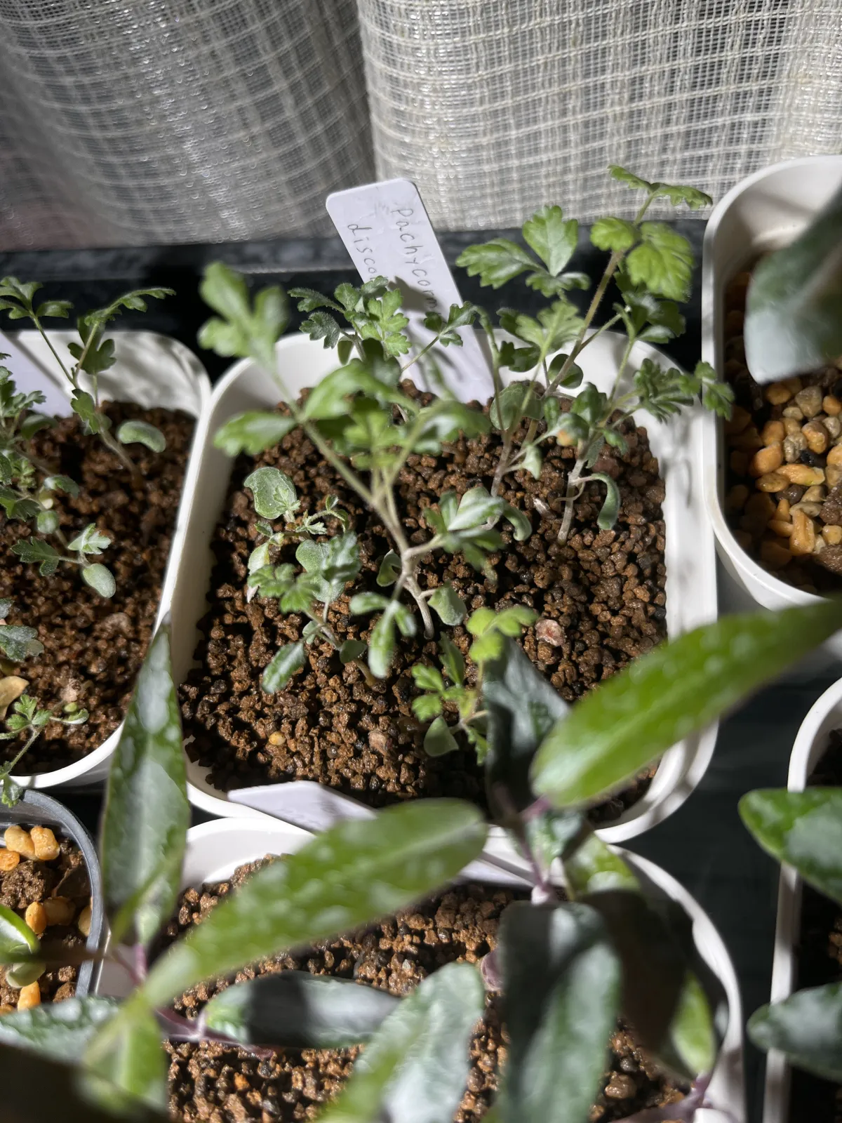 Pachycormus discolor (パキコルムス ディスカラー)