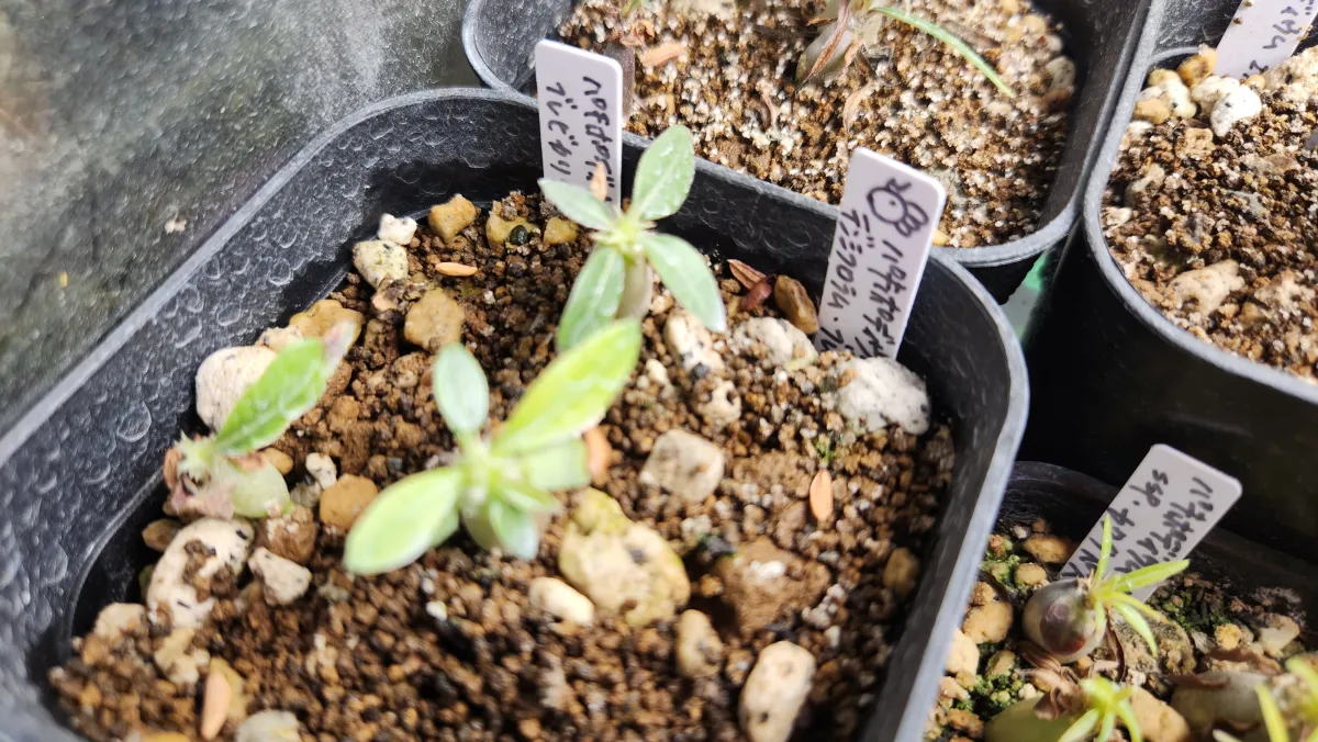 Pachypodium densiflorum var. brevicalyx (パキポディウム ブレビカリックス)
