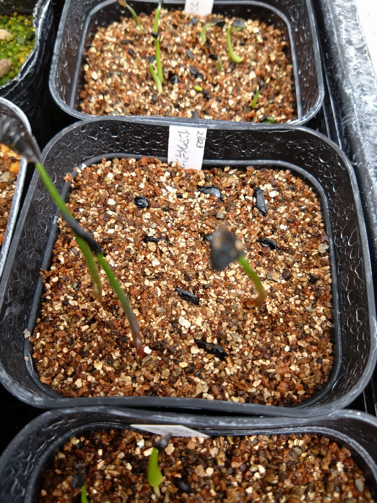 Agave inaequidens (アガベ インアクイデンス)