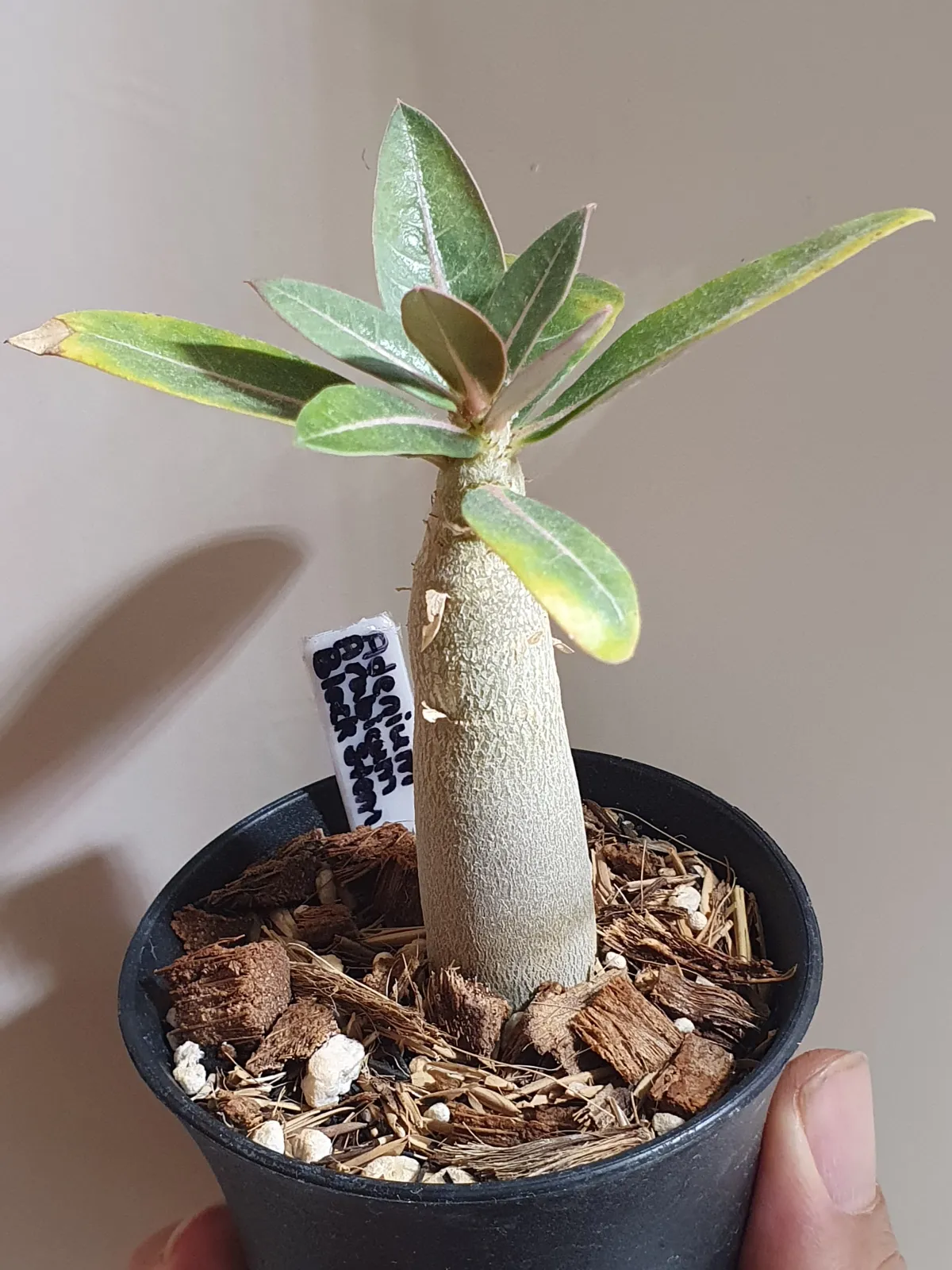 Adenium arabicum Black Stem (アデニウム アラビカム ブラックステム)