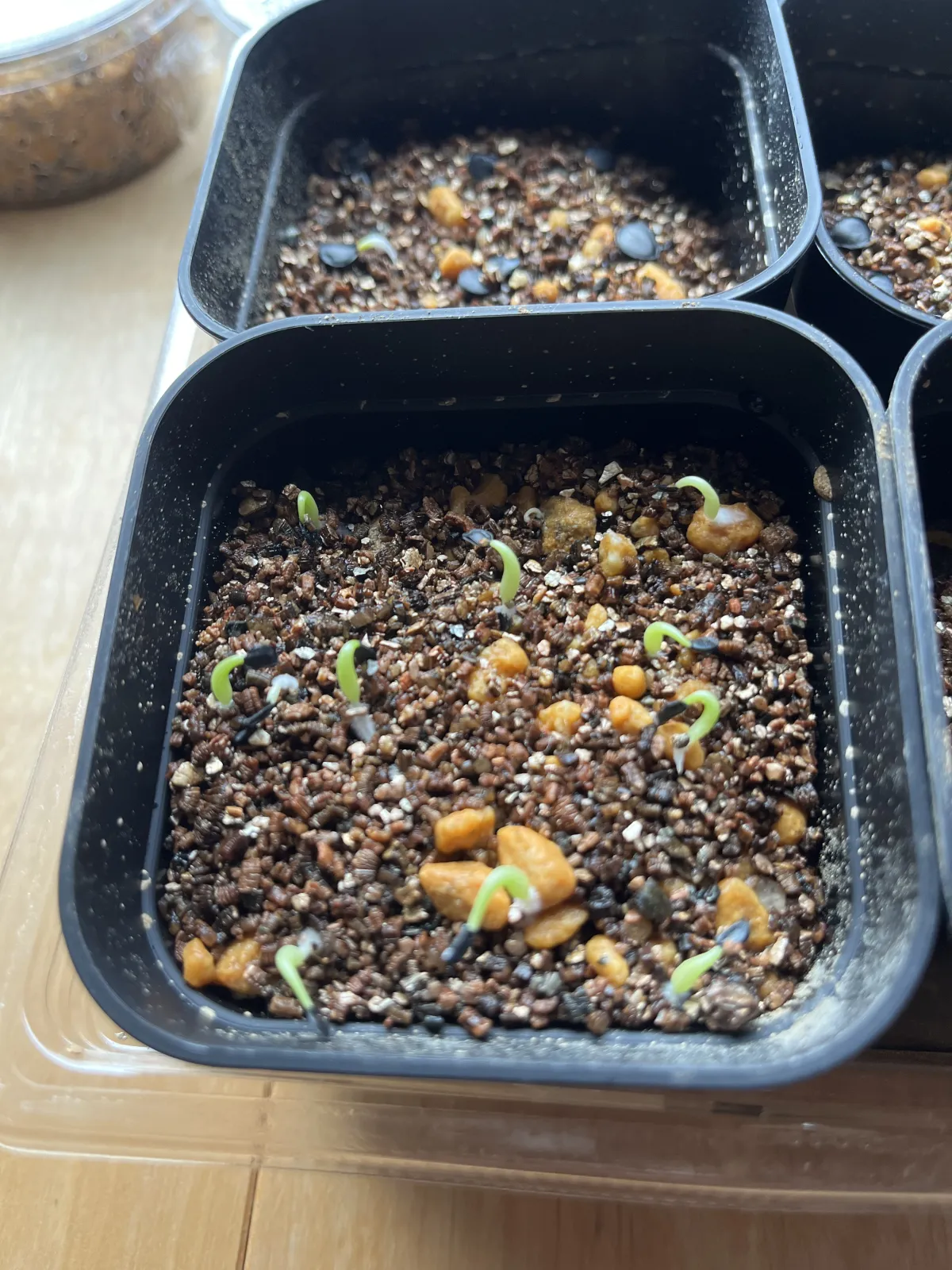 Agave titanota 'Blue' (アガベ チタノタブルー)