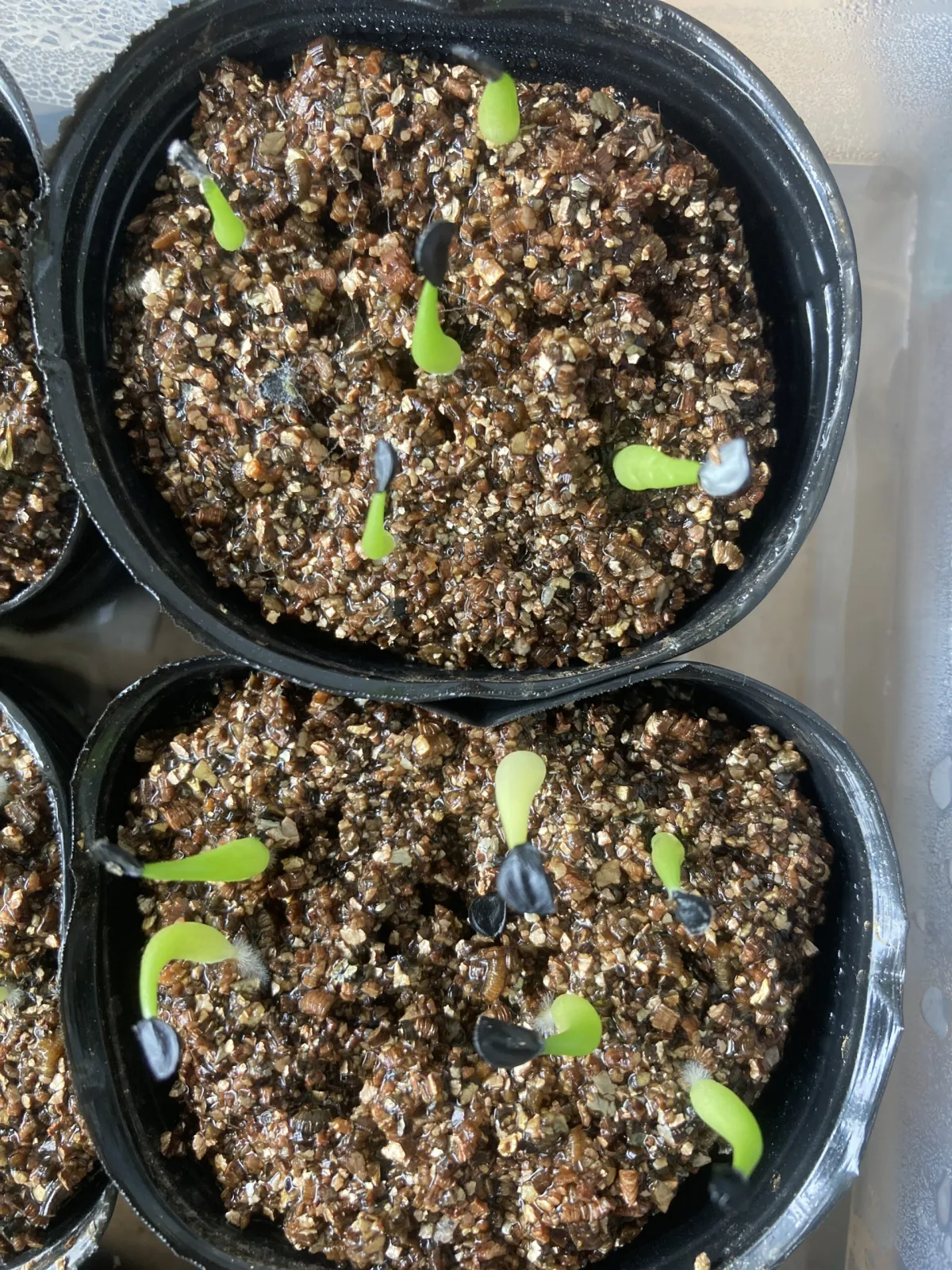 Agave difformis (アガベ ディフォルミス)