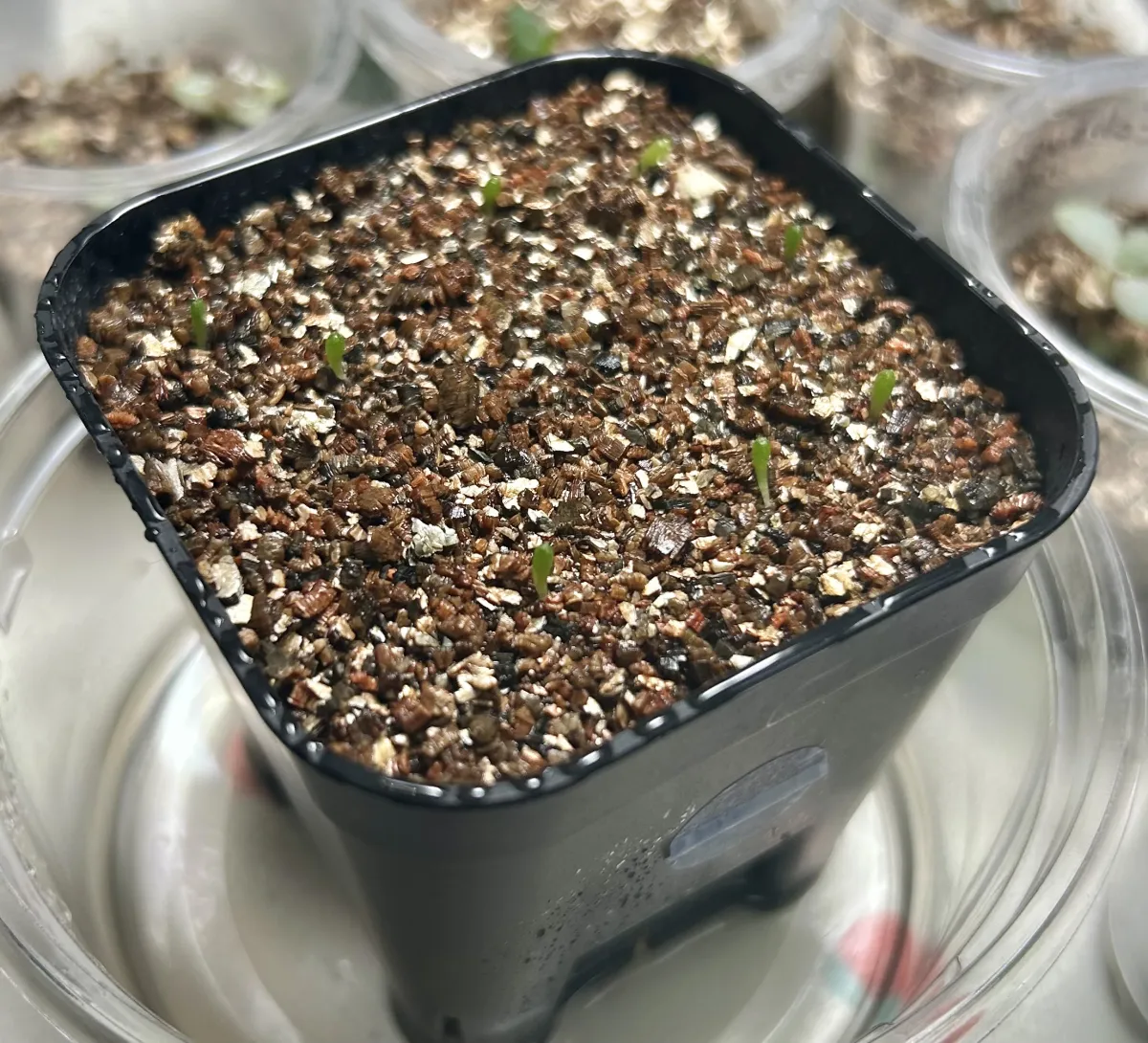 Mammillaria ernestii ssp. ernestii (マミラリア バケベルギアナ エルネスティ)