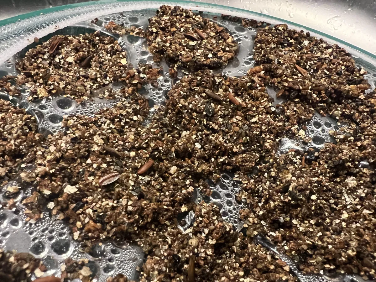 [無料種子] 発芽難 パキポディウム グラキリス　 Pachypodium rosulatum var. gracilius