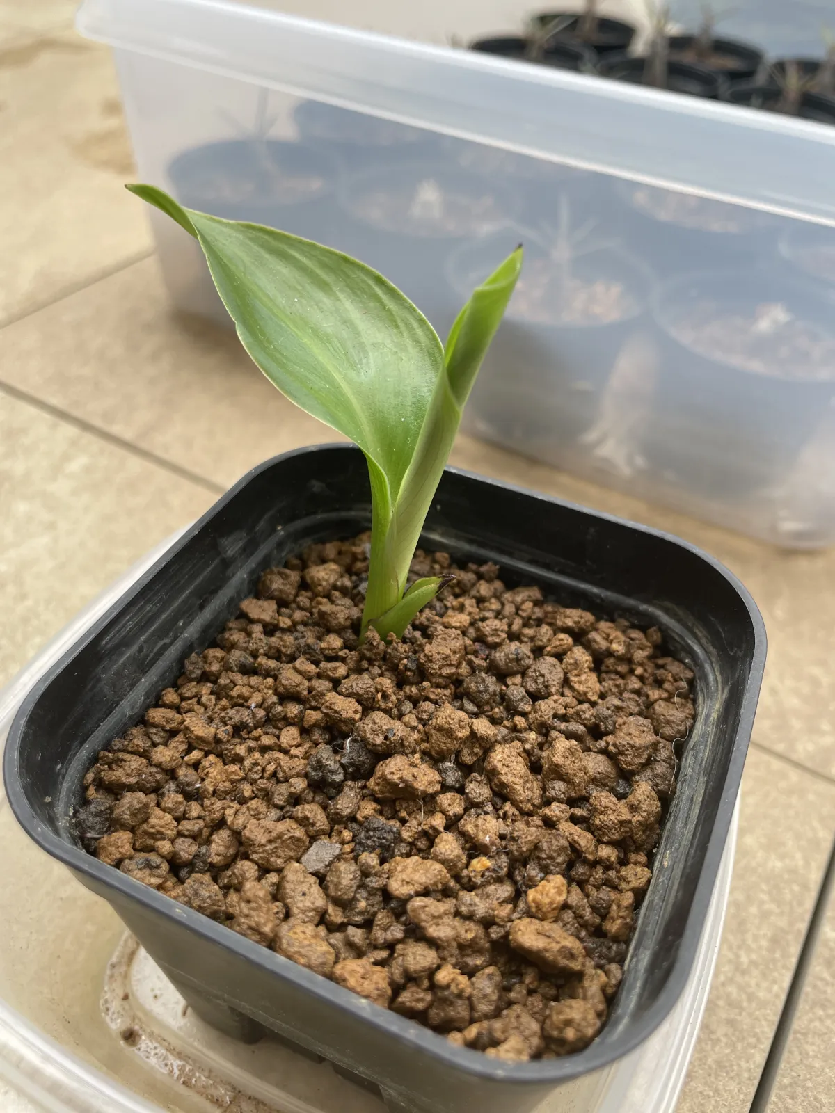 Strelitzia nicolai (ストレリチア ニコライ)