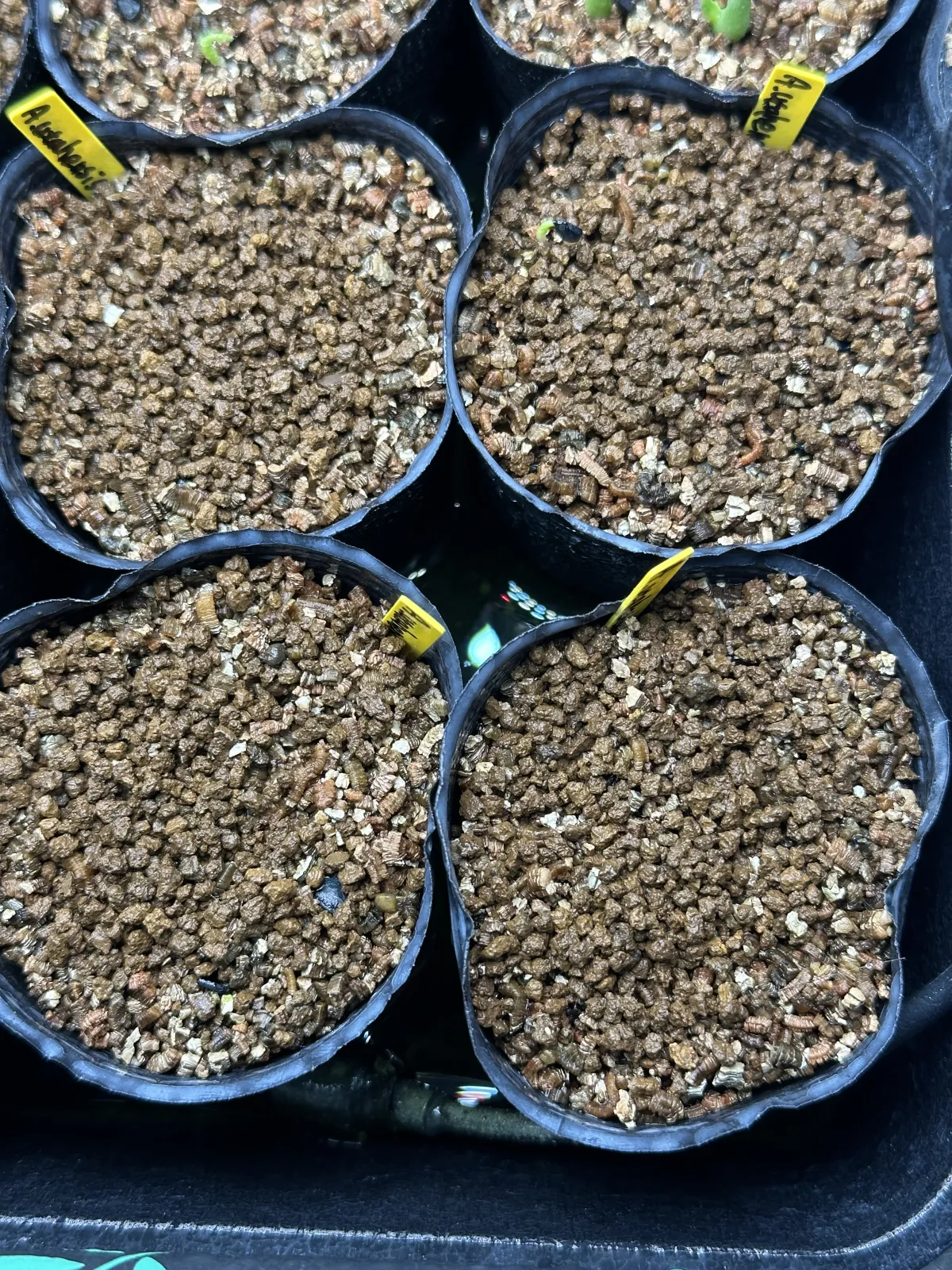 Agave utahensis ssp. utahensis (アガベ ユタエンシス)