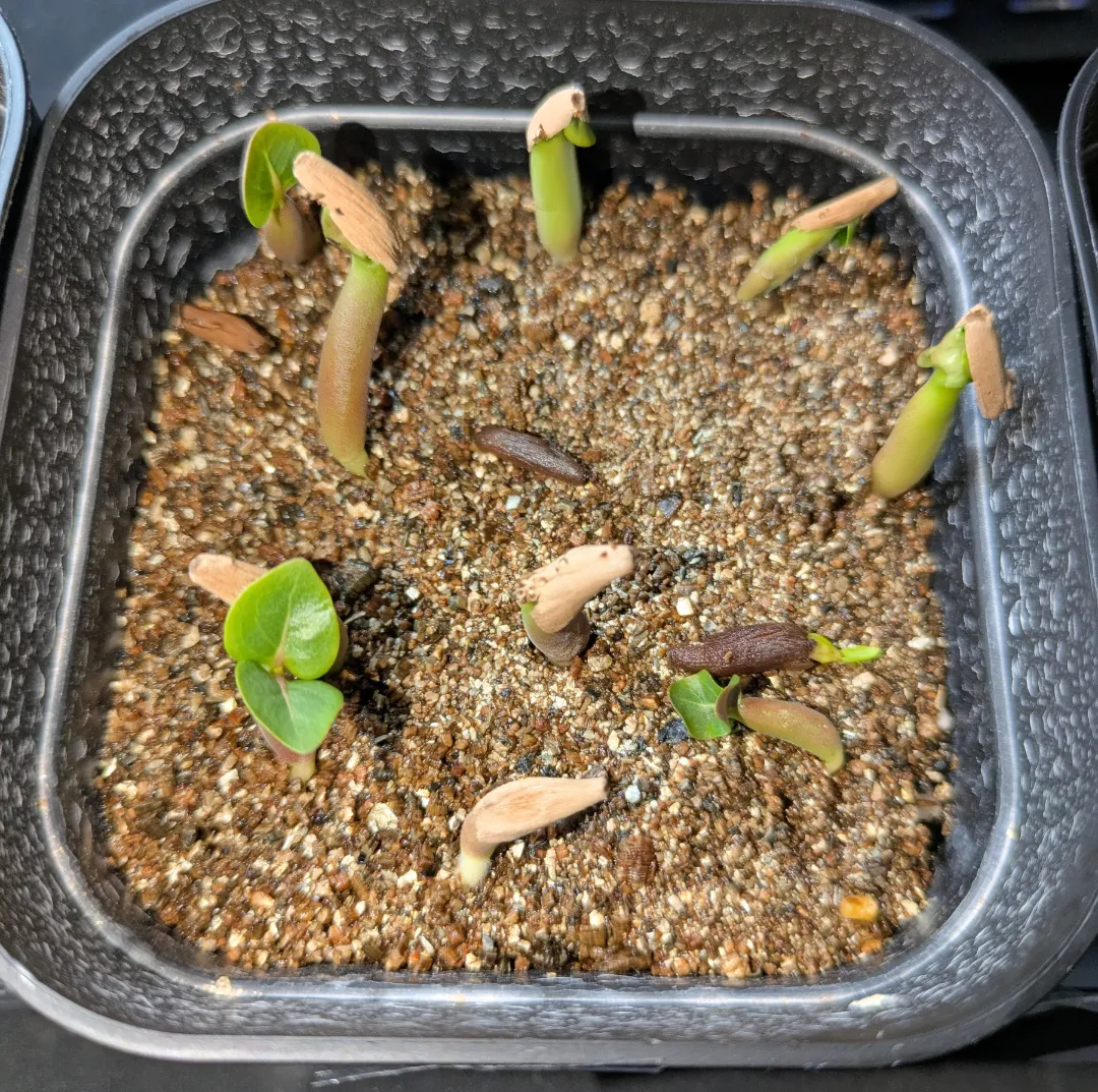 Adenium obesum Super red (アデニウム Adenium DDC X Super red)