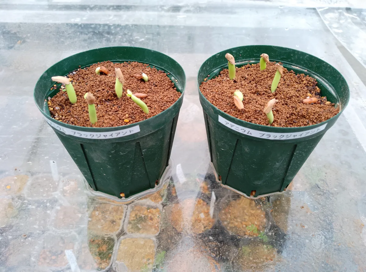 Adenium arabicum Black Giant (アデニウム アラビカム ブラックジャイアント)