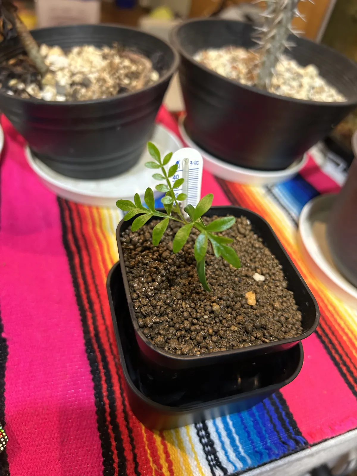 Operculicarya pachypus (オペルクリカリア パキプス)