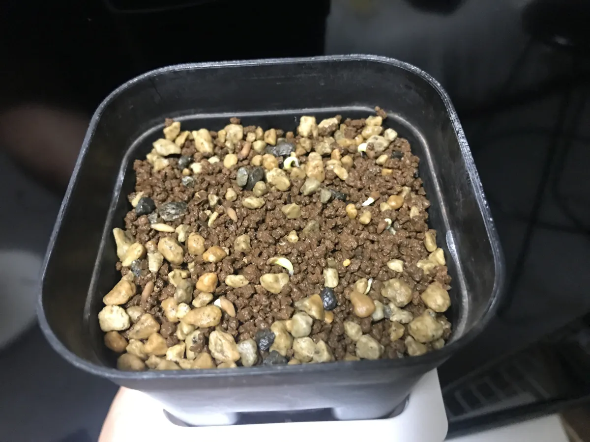 Pachypodium bispinosum (パキポディウム ビスピノーサム)