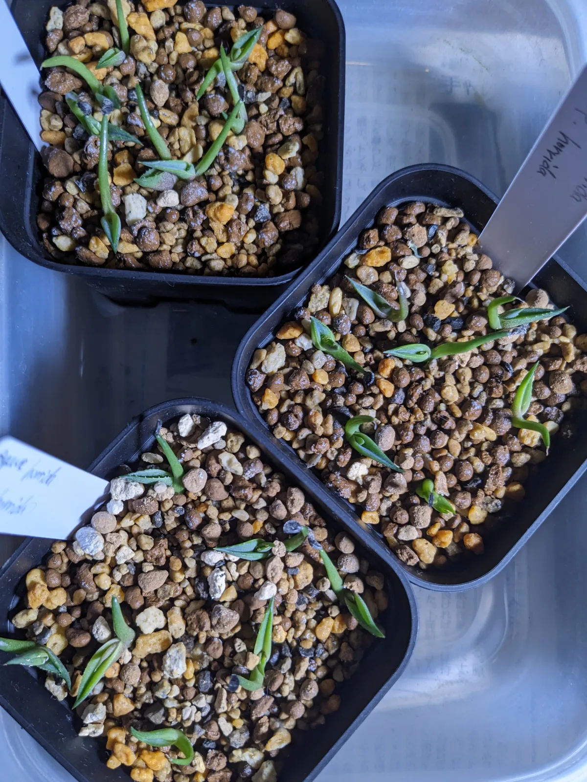 Agave horrida ssp. horrida (アガベ ホリダ)