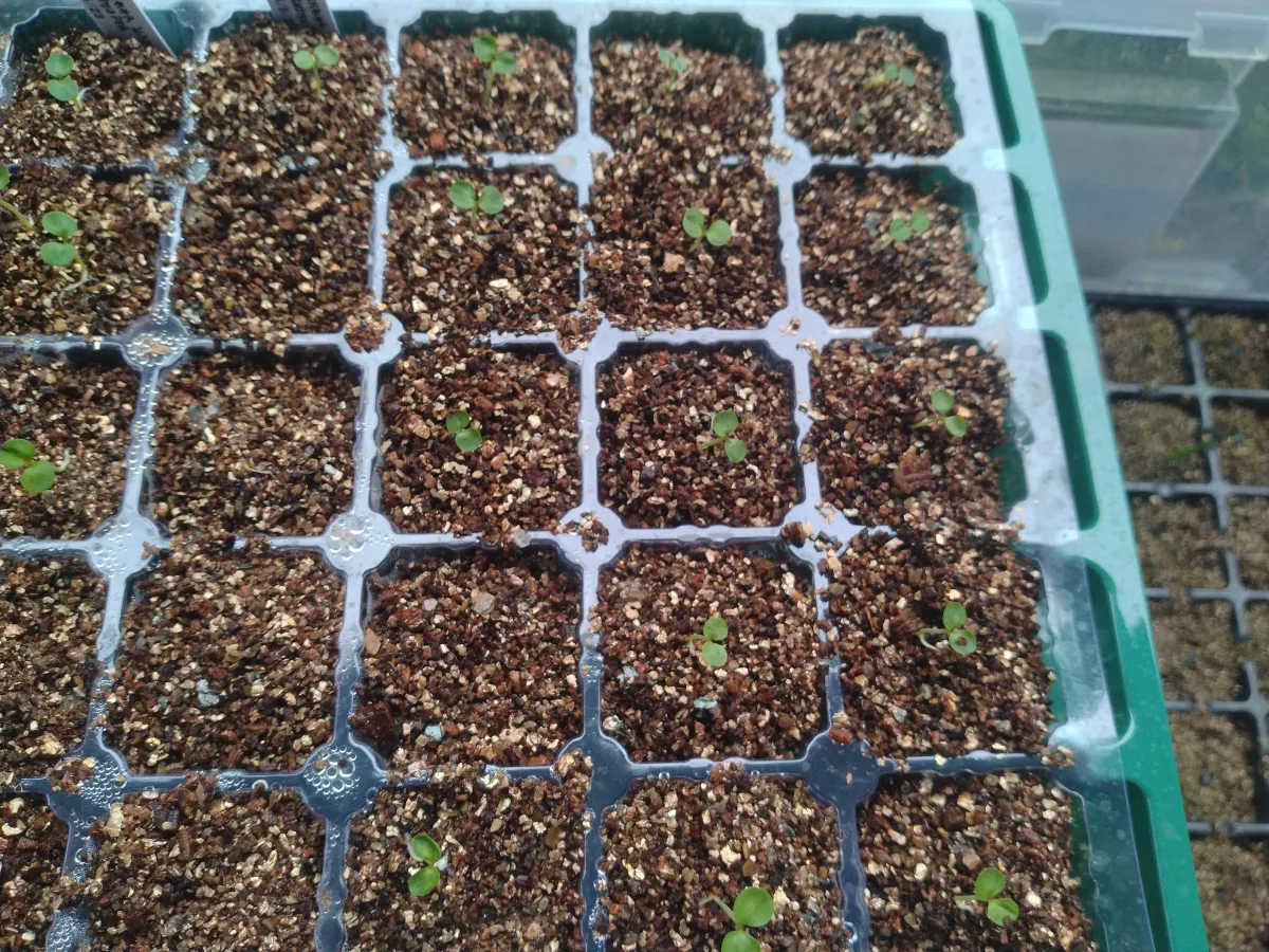 Hypoestes phyllostachya Red (ヒポエステス フィロスタキア レッド)