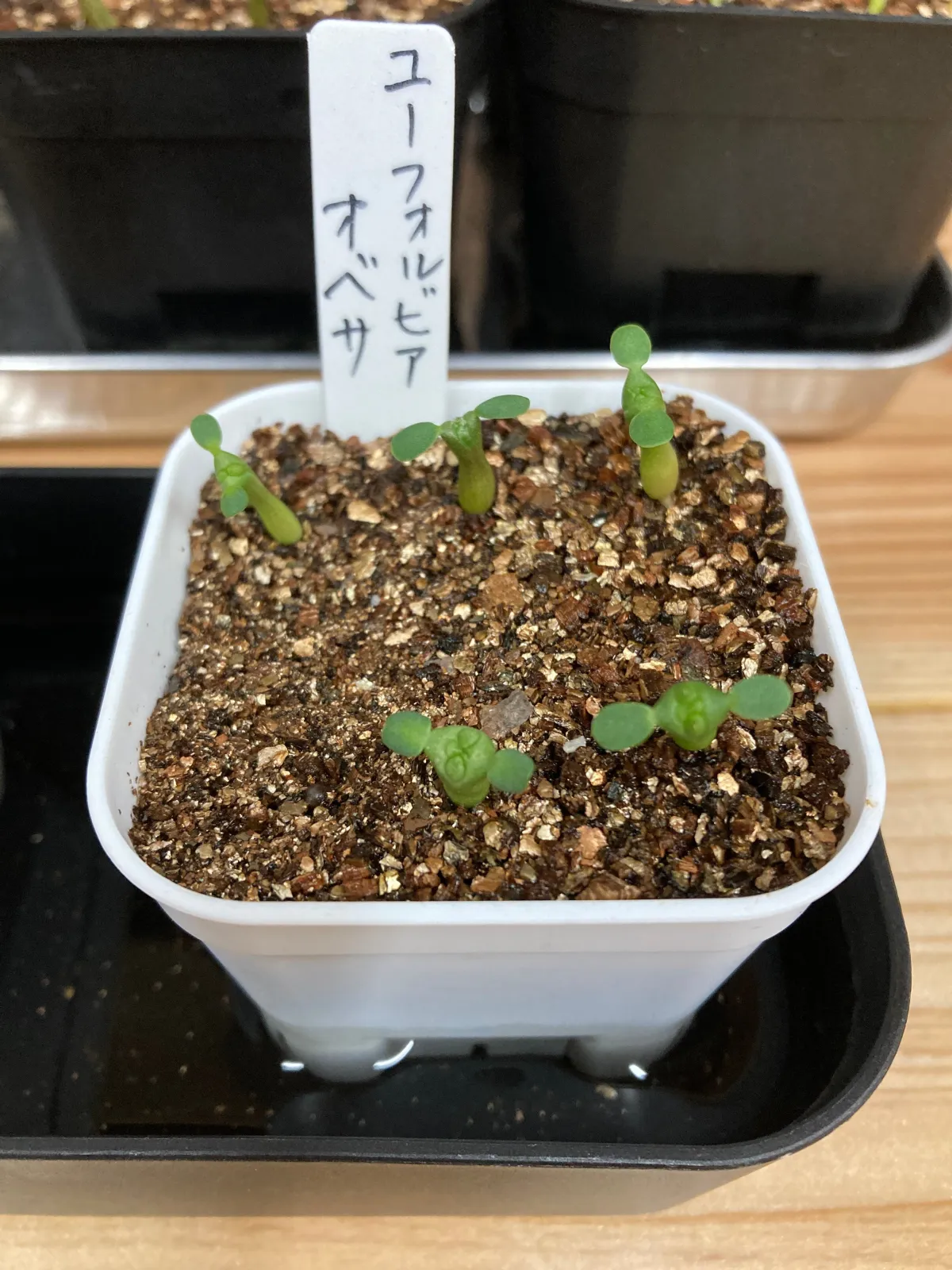 Euphorbia obesa subsp. obesa (ユーフォルビア オベサ)