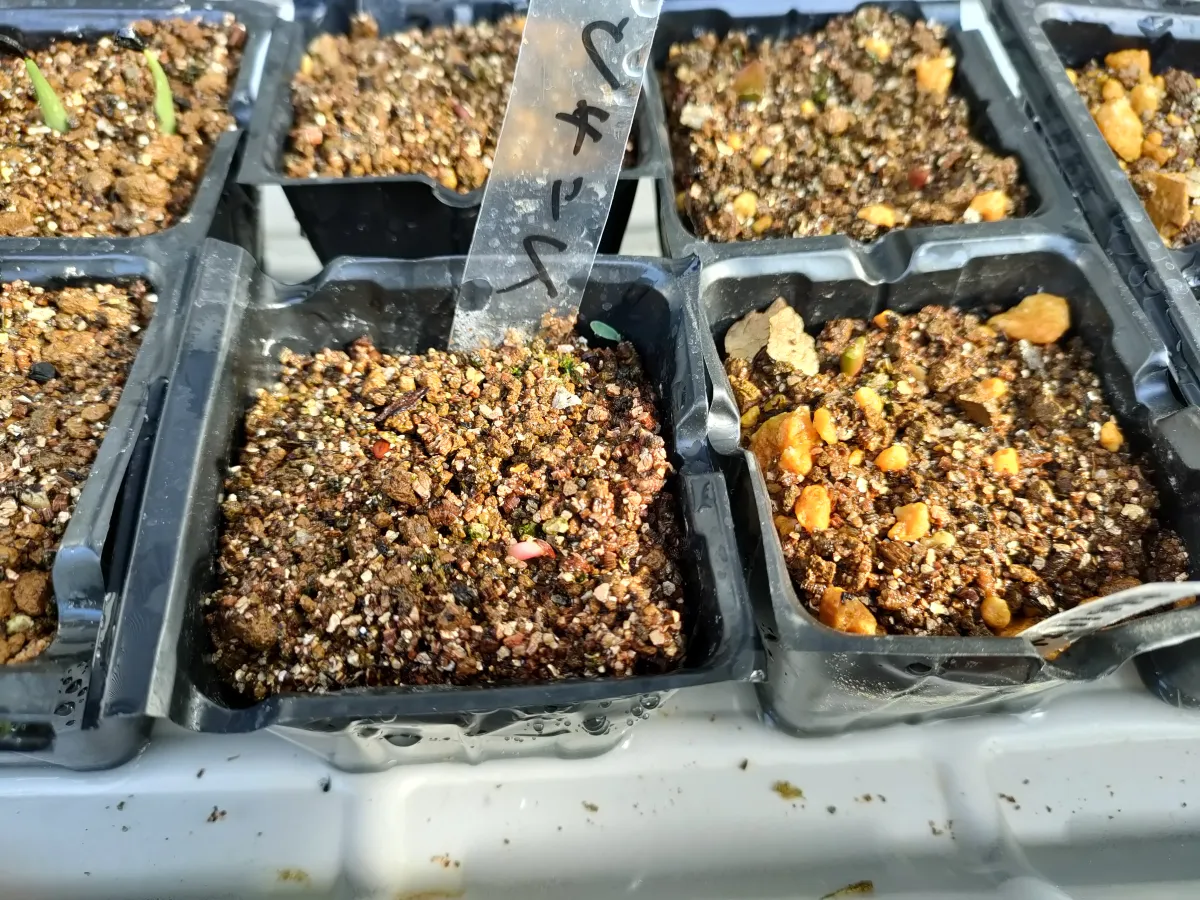 Pachypodium rosulatum var. gracilius (パキポディウム グラキリス)