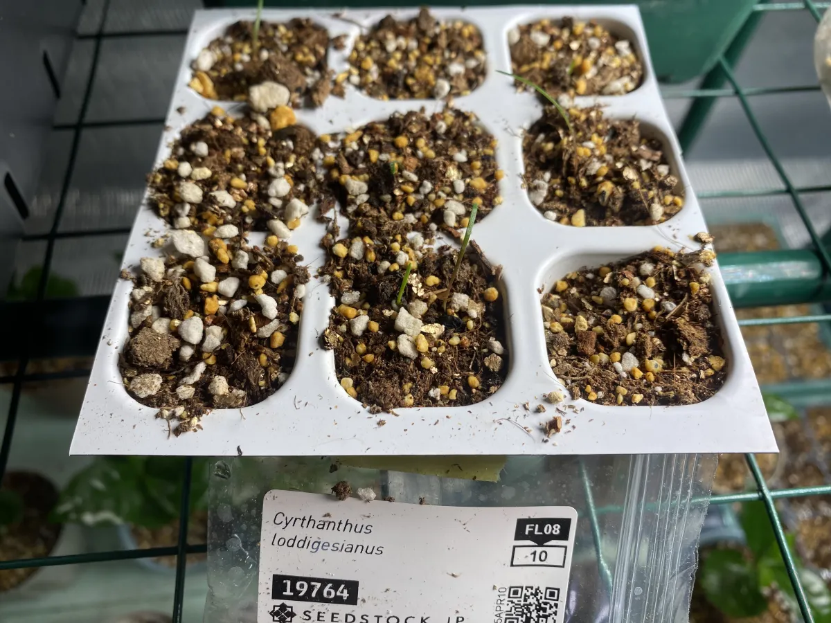 Cyrtanthus loddigesianus (キルタンサス ロディゲシアヌス)