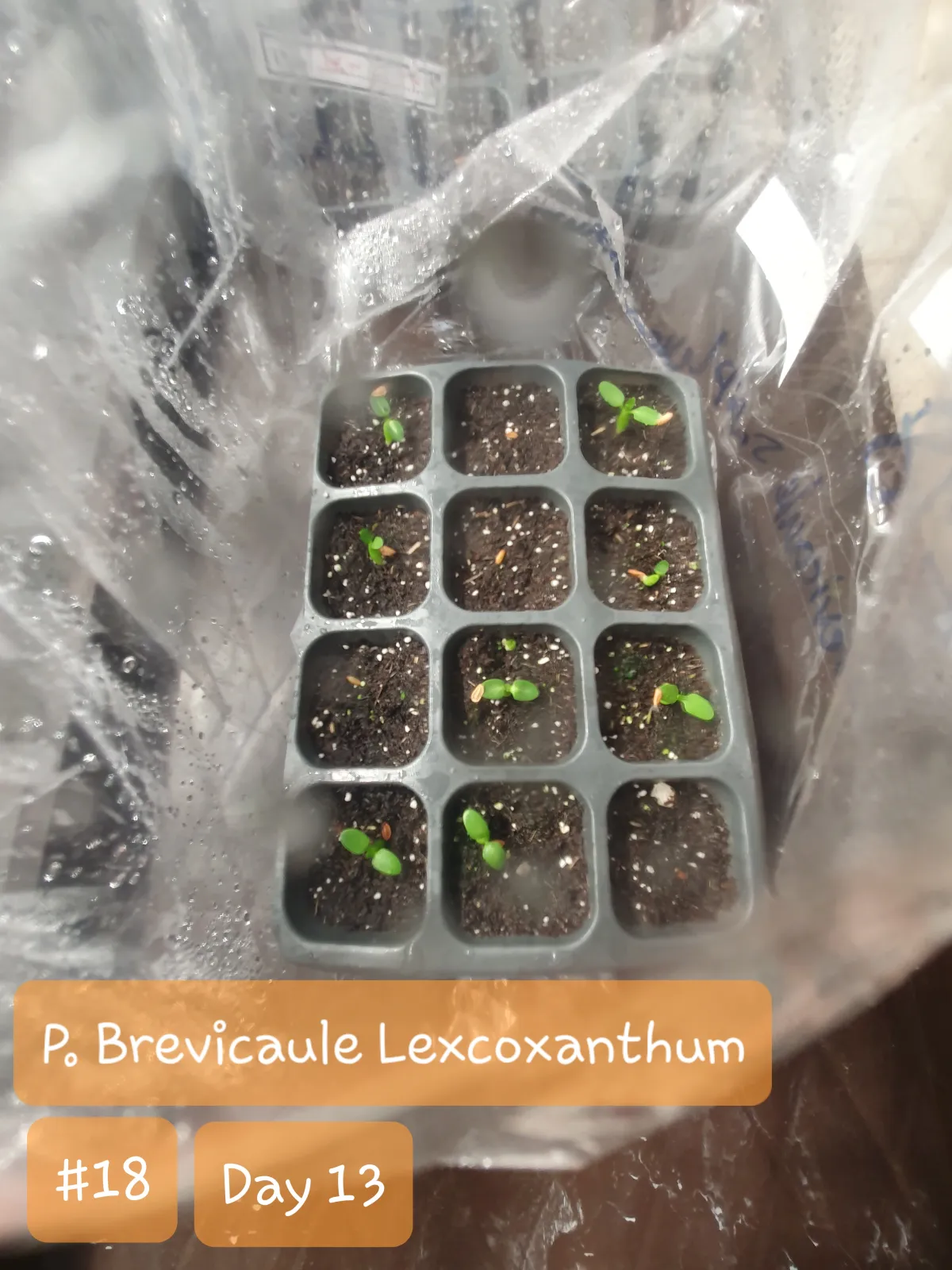 Pachypodium brevicaule subsp. leucoxanthum (パキポディウム レウコキサンツム)