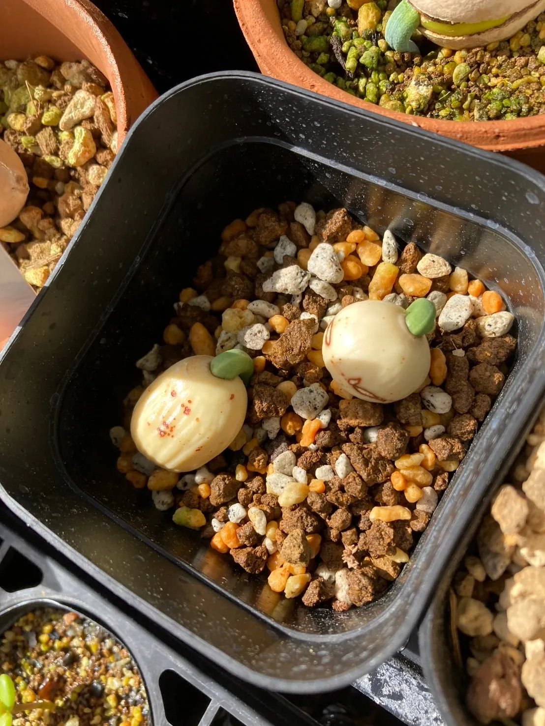 Dioon edule (ディオーン エデューレ)