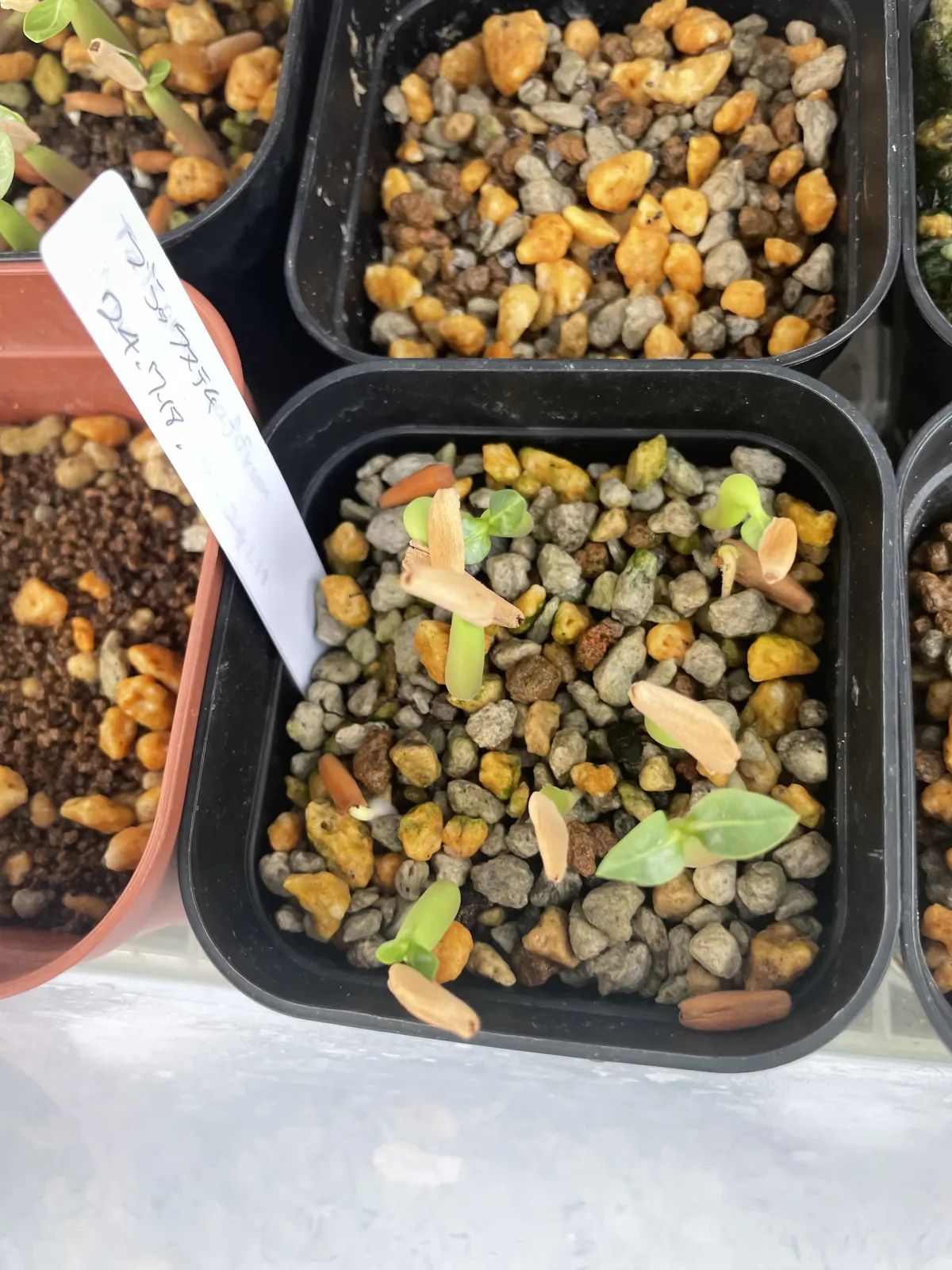 Adenium arabicum Black Stem (アデニウム アラビカム ブラックステム)