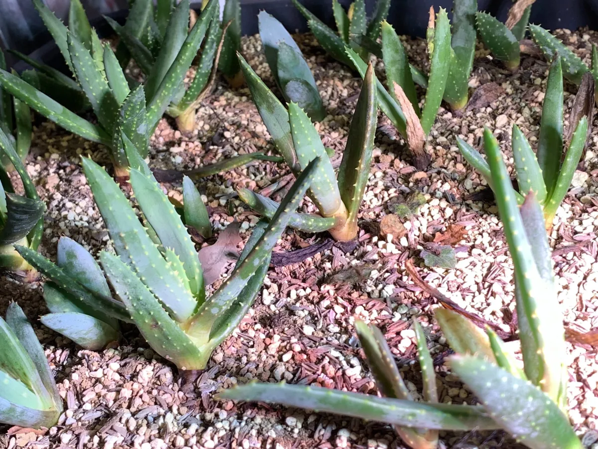 Aloe ramosissima (アロエ ラモシシマ)