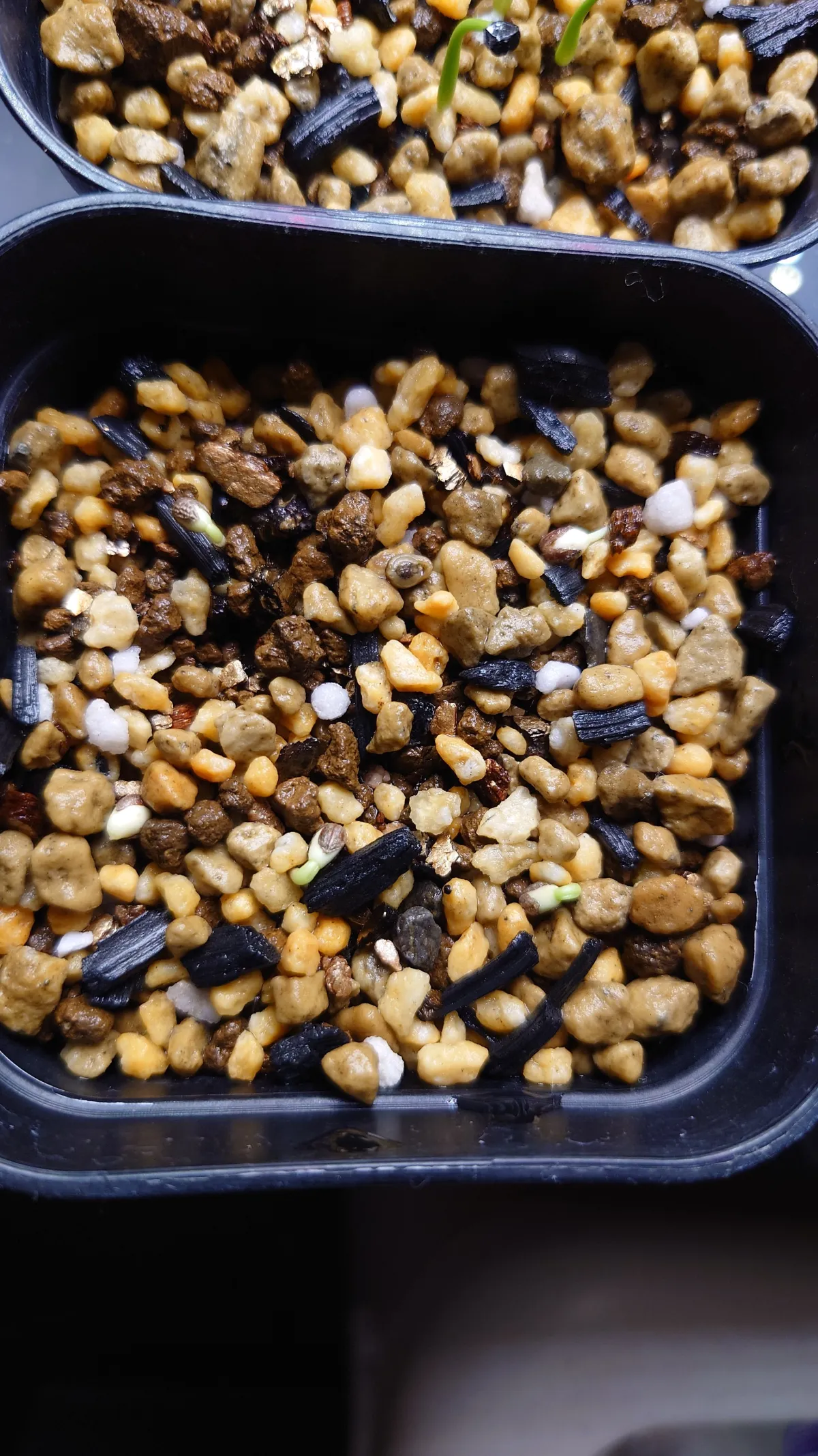 Euphorbia guillauminiana (ユーフォルビア ギラウミニアナ)