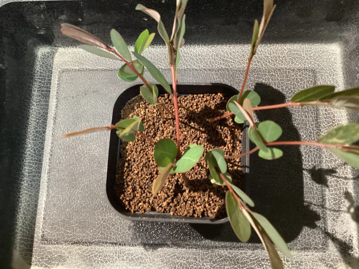 Phyllanthus mirabilis (フィランサス ミラビリス)