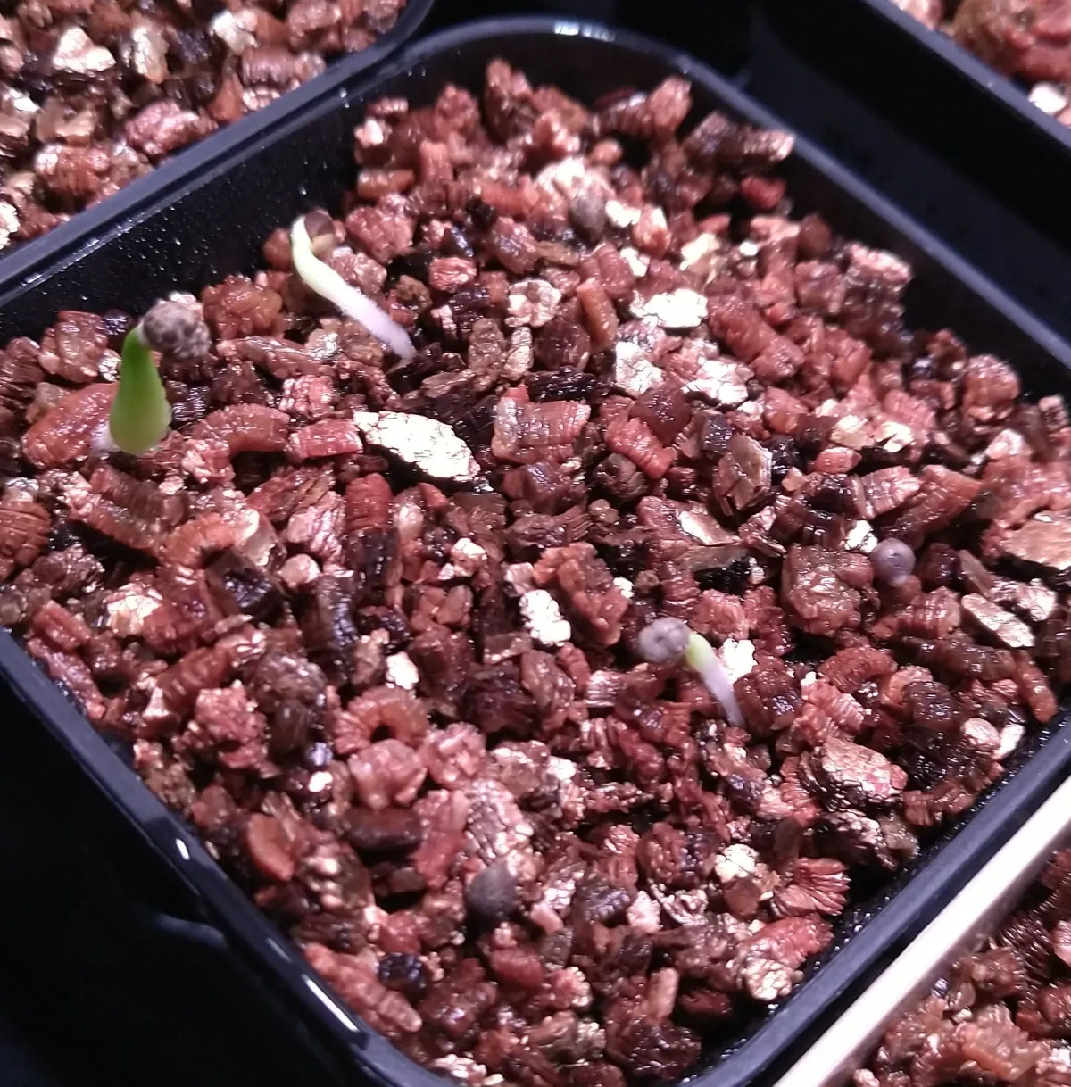 Euphorbia obesa subsp. obesa (ユーフォルビア オベサ)