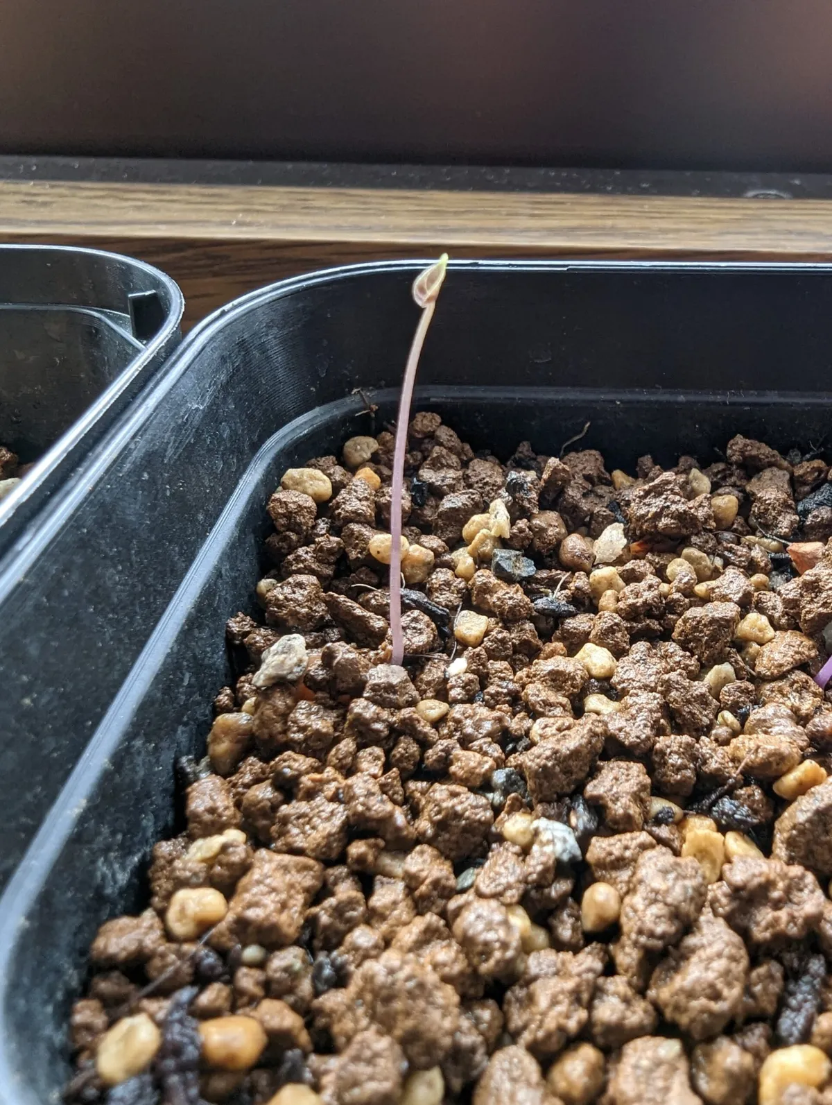 Dioscorea elephantipes (ディオスコレア エレファンティペス アフリカ亀甲竜)