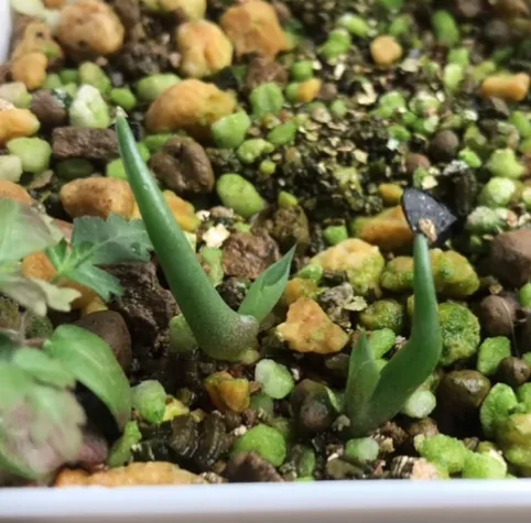 Agave isthmensis (アガベ イシスメンシス)