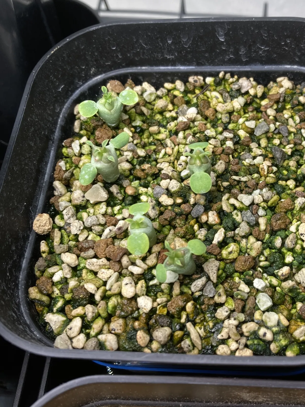 Euphorbia horrida var. norveldensis (ユーフォルビア ホリダ ノーベルデンシス)