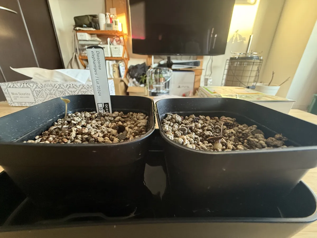 Dioscorea elephantipes (ディオスコレア エレファンティペス アフリカ亀甲竜)